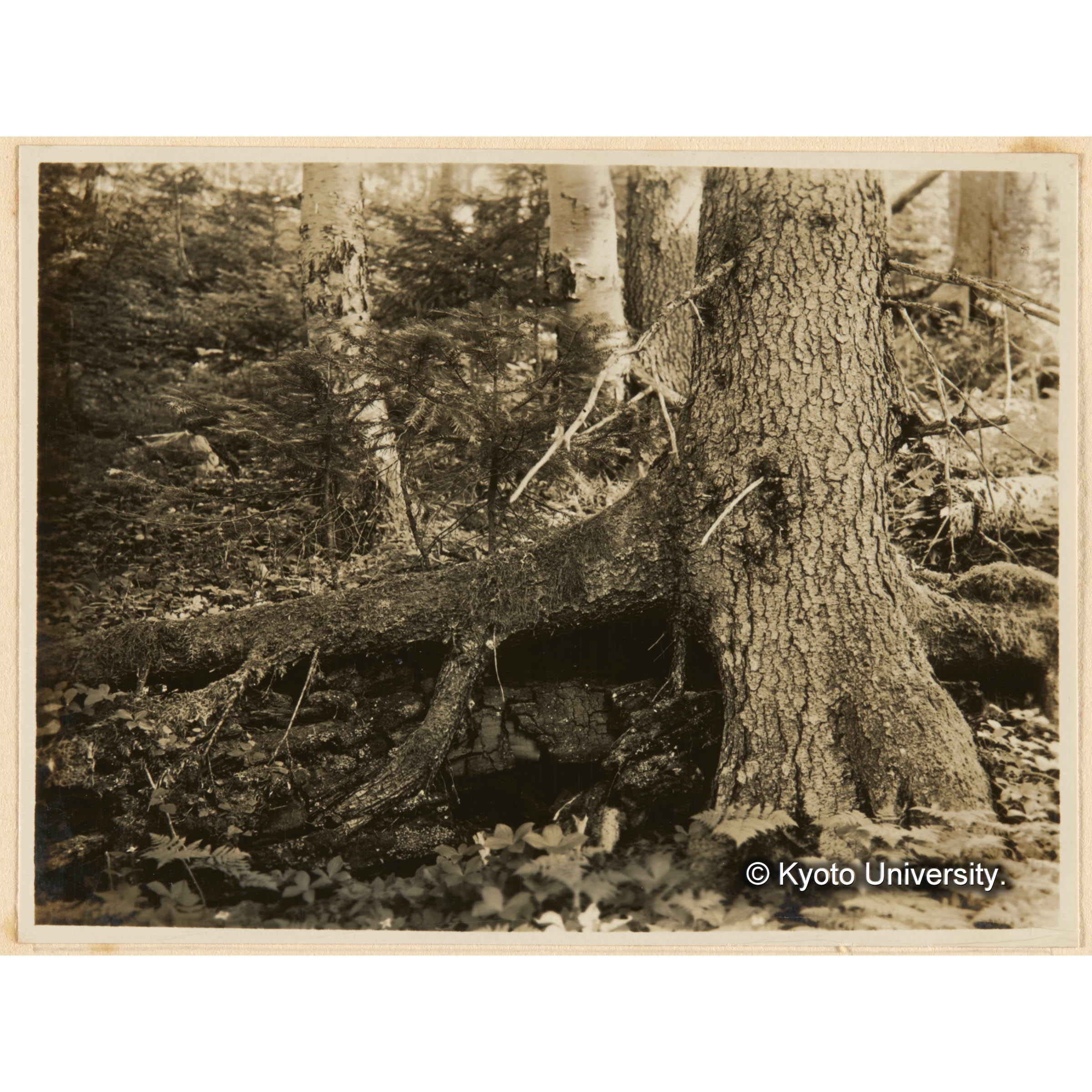 えぞまつ根系　古丹岸團地　德ノ沢流域 (1)