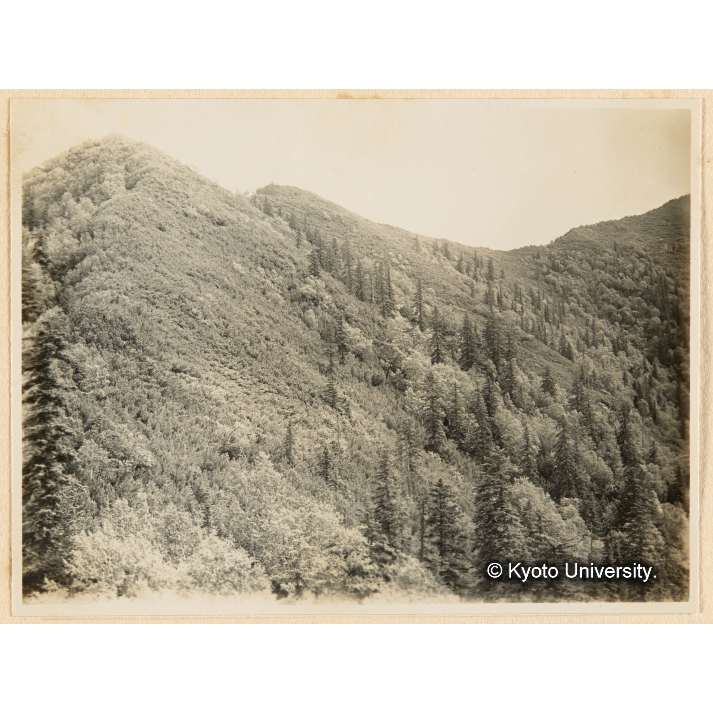 千輪山頂附近（海抜髙約900m）西北面　はひまつ林帶ニえぞまつ、とどまつ、さうしかんば散生 (1)