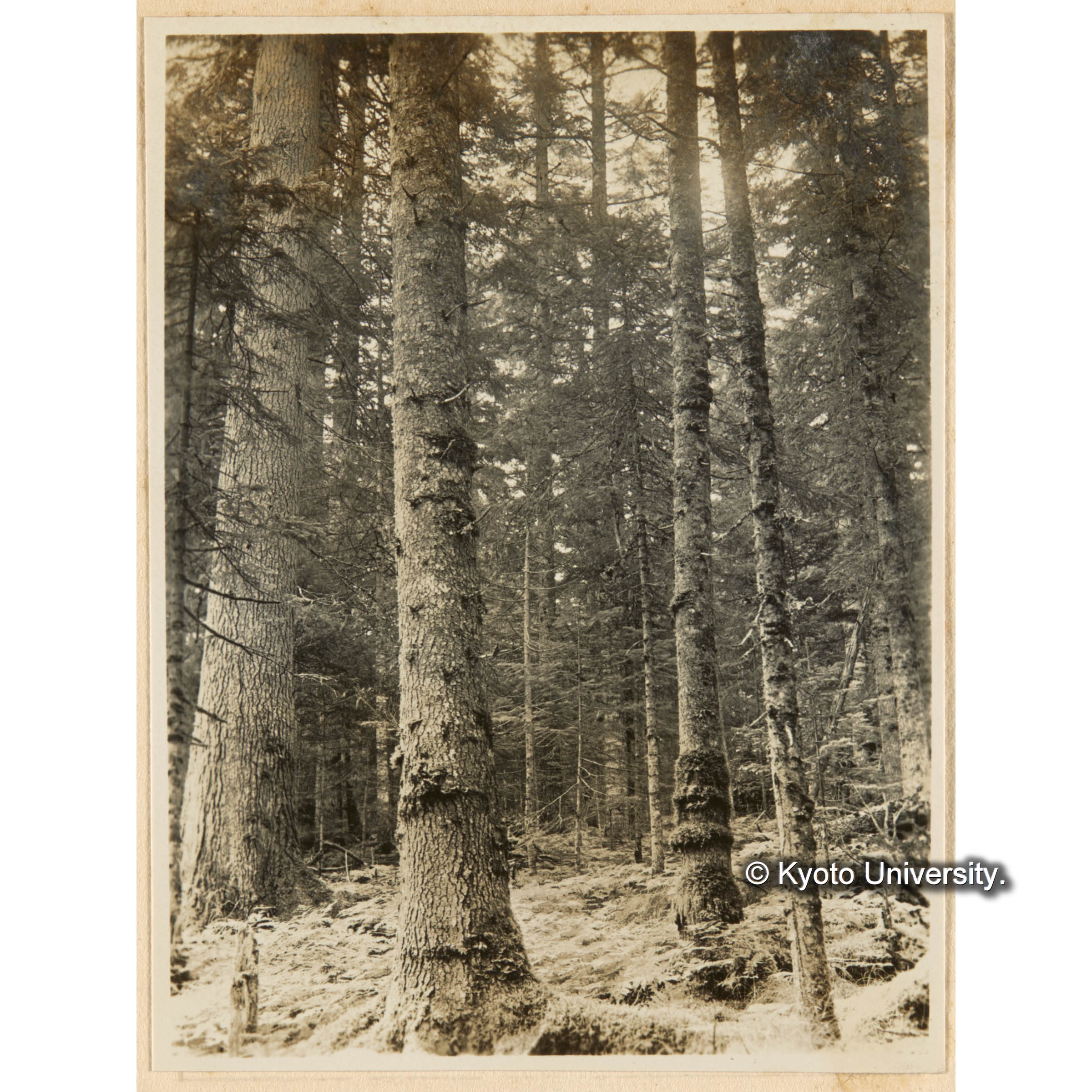 えぞまつ、とどまつ混淆天然林　おくやましだ優勢地　（二～三等地）（亜屯、一ノ沢上流、亜屯川間） (1)