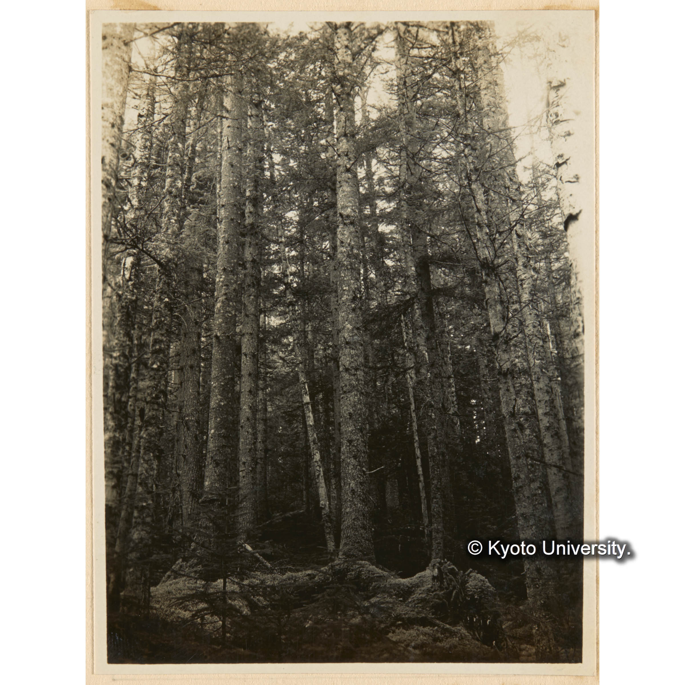 えぞまつ、とどまつ混淆天然林　おくやましだ優勢地　（二～三等地）　亜屯、日暮沢流域 (1)