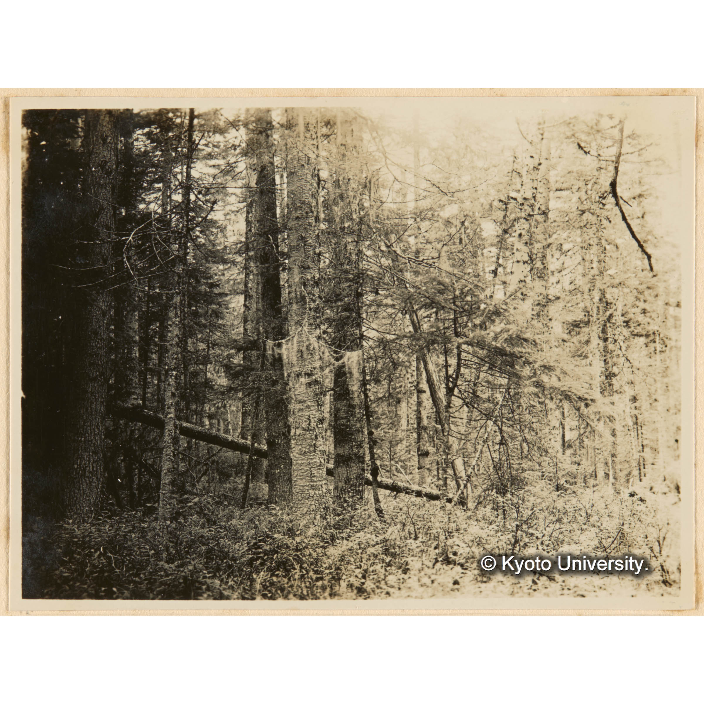 えぞまつ、とどまつ混淆天然林（えぞくろうすご、おほばすのき優勢地） 五等地　亜屯、二ノ沢上流域 (1)