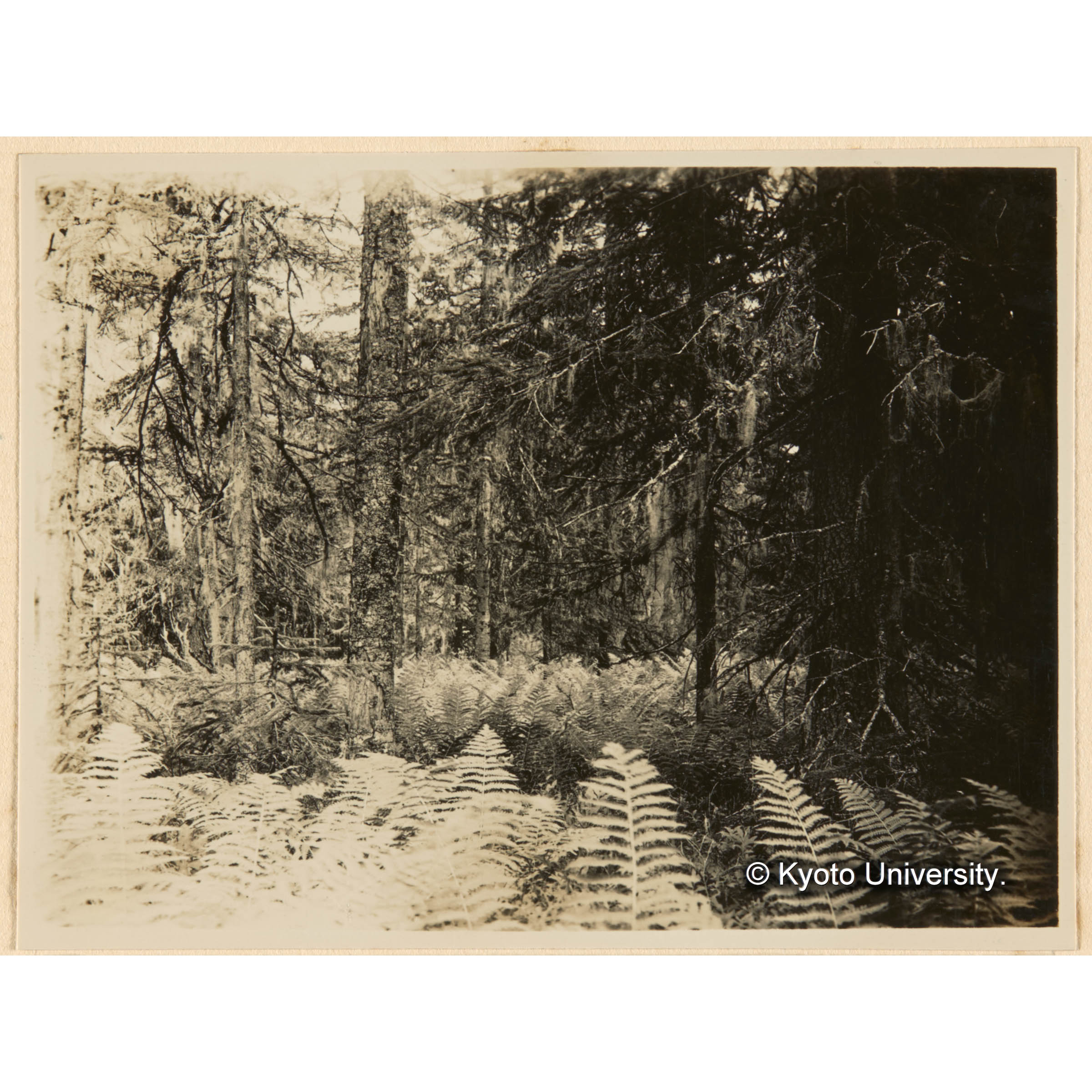 えぞまつ、とどまつ混淆天然林（やまどりぜんまい優勢地） 七等地　亜屯、一ノ沢上流 亜屯川間 (1)