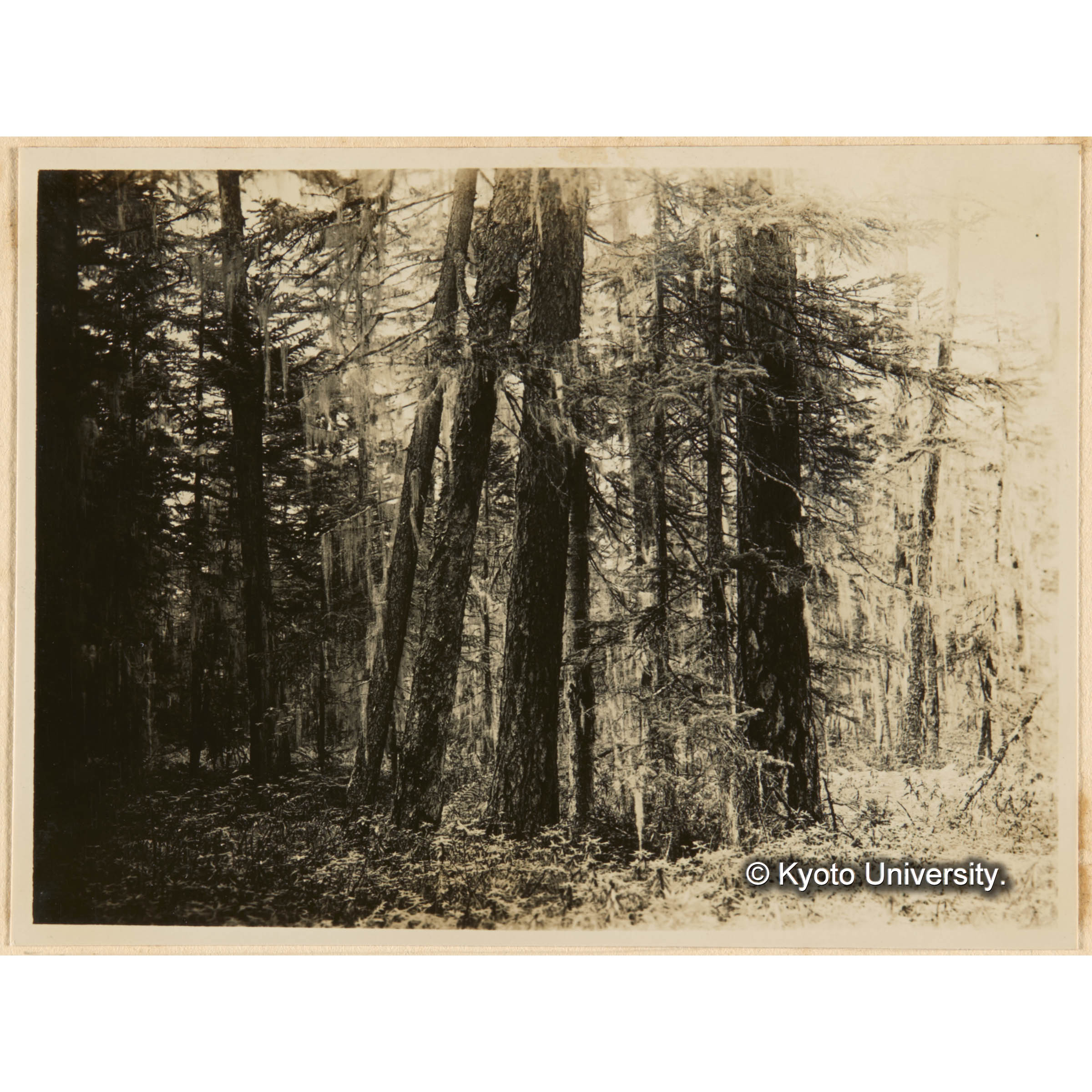 ぐいまつ、えぞまつ、とどまつ混淆天然林（やまどりぜんまい、いそつづじ優勢地） 七等地　（亜屯川下流域） (1)