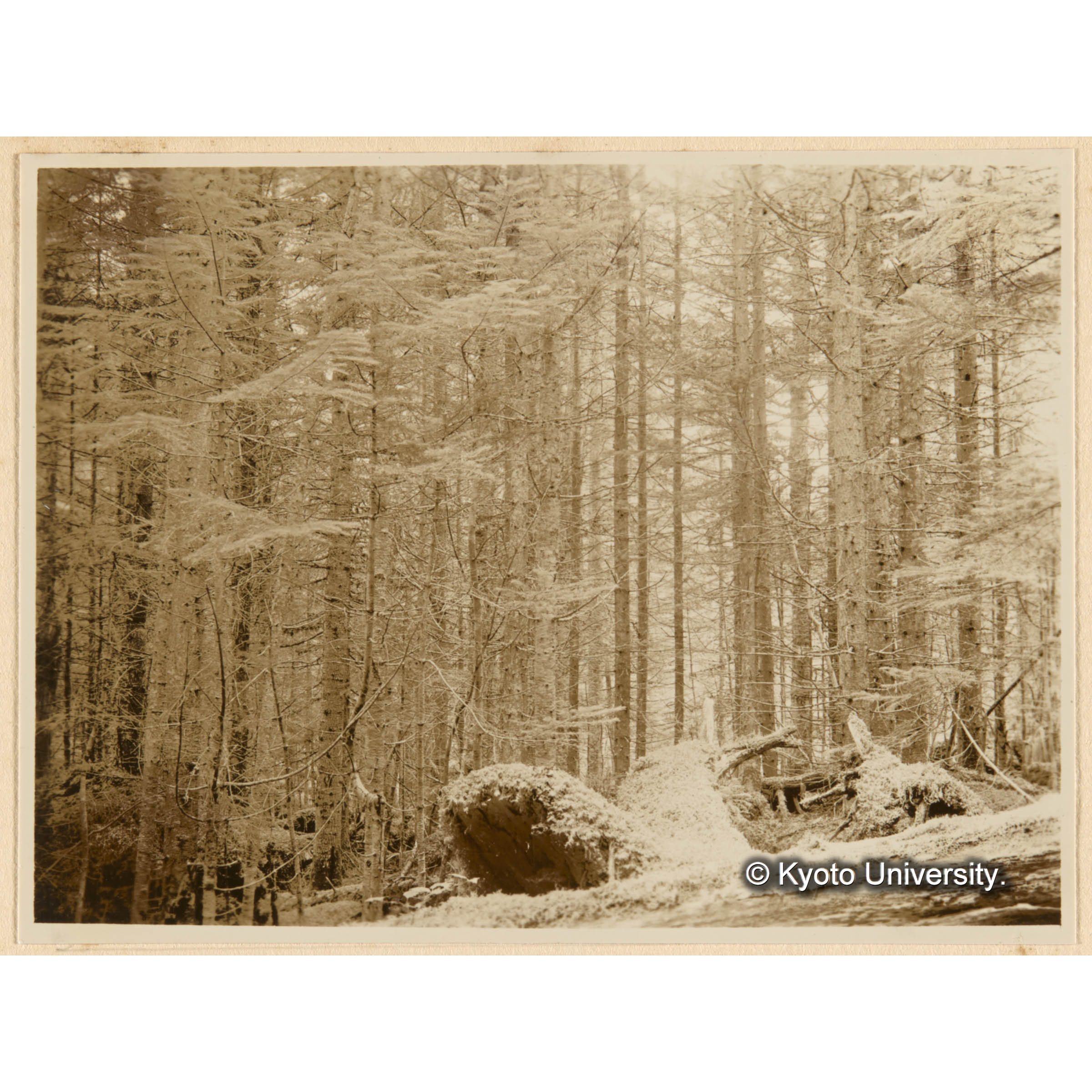 えぞまつ、とどまつ混淆天然林（幼齢一斉林）途中相、大径木多し） おくやましだ優勢地　 （3千前ヨリ急ニ生長増大ス）亜屯、二ノ沢上流域峰通リ (1)