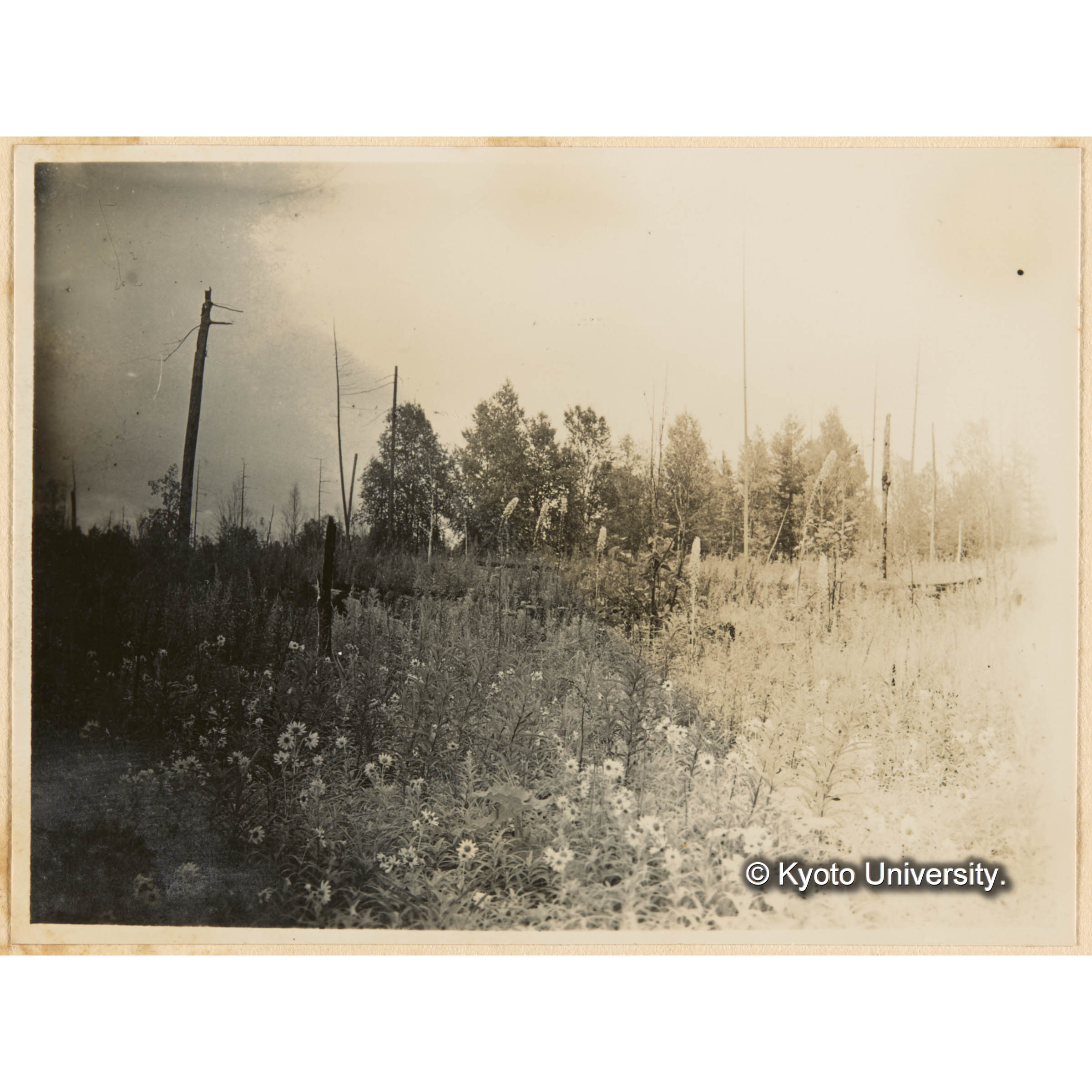 露領時代ニ於ケル焼跡地、亜屯、おにをたからこう、やまははこ、えぞのこぎりそう、こしかぎく？やなぎらん (1)