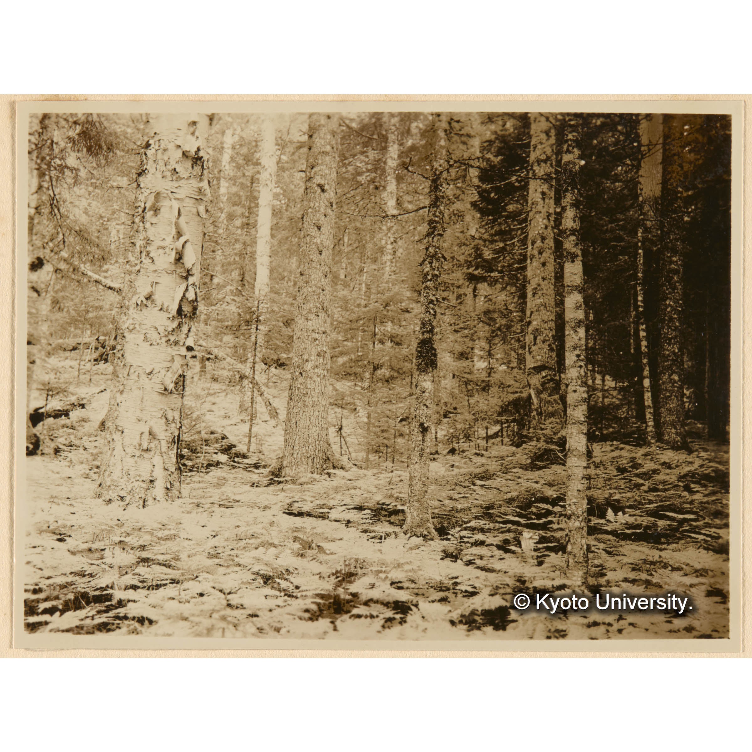 えぞまつ、とどまつ、さうしかんば混淆天然林 おくやましだ優勢地 亜屯、一ノ沢上流域 (1)