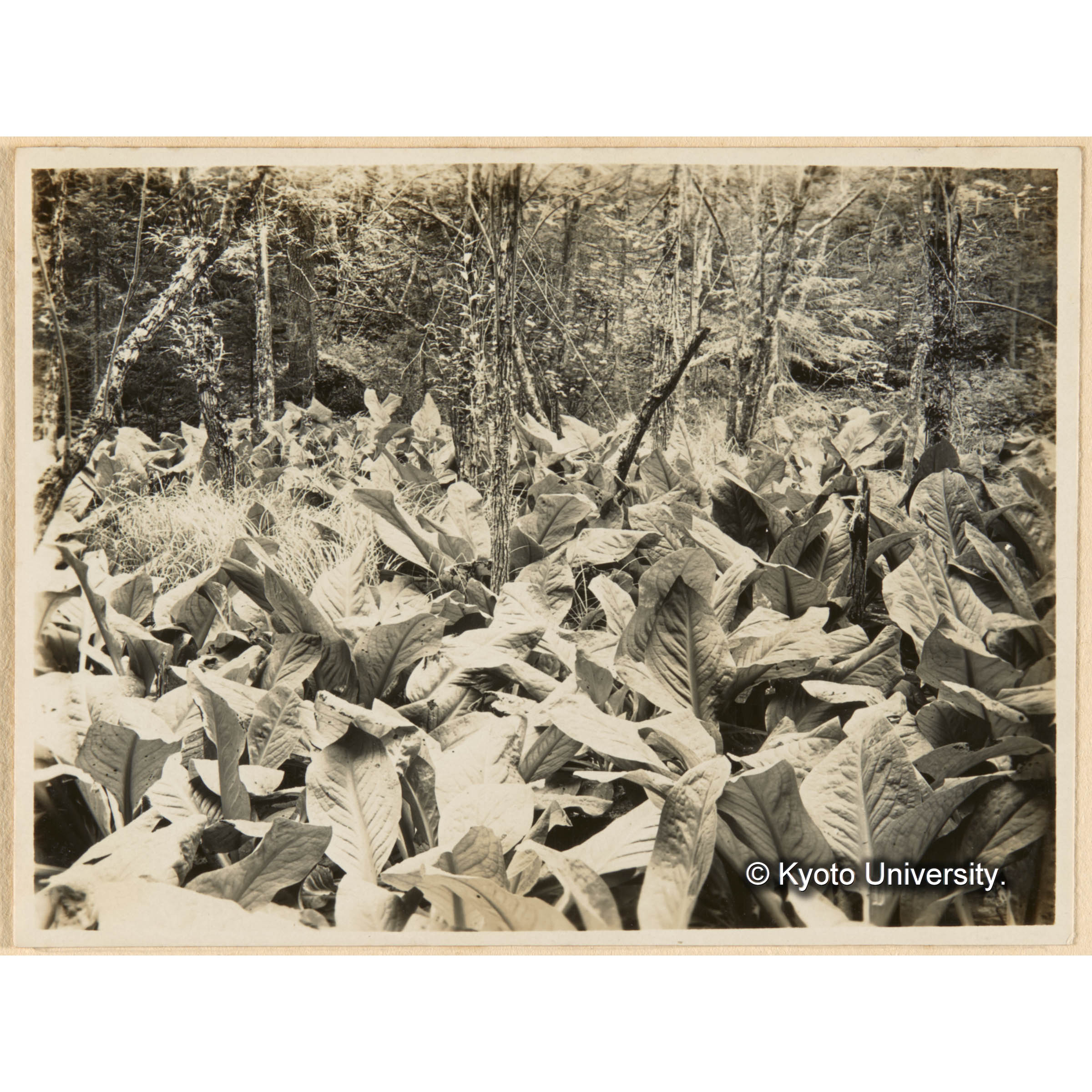 亜屯一ノ沢上流域ニ於ケル やなぎ林下 みづばせう群落 (1)