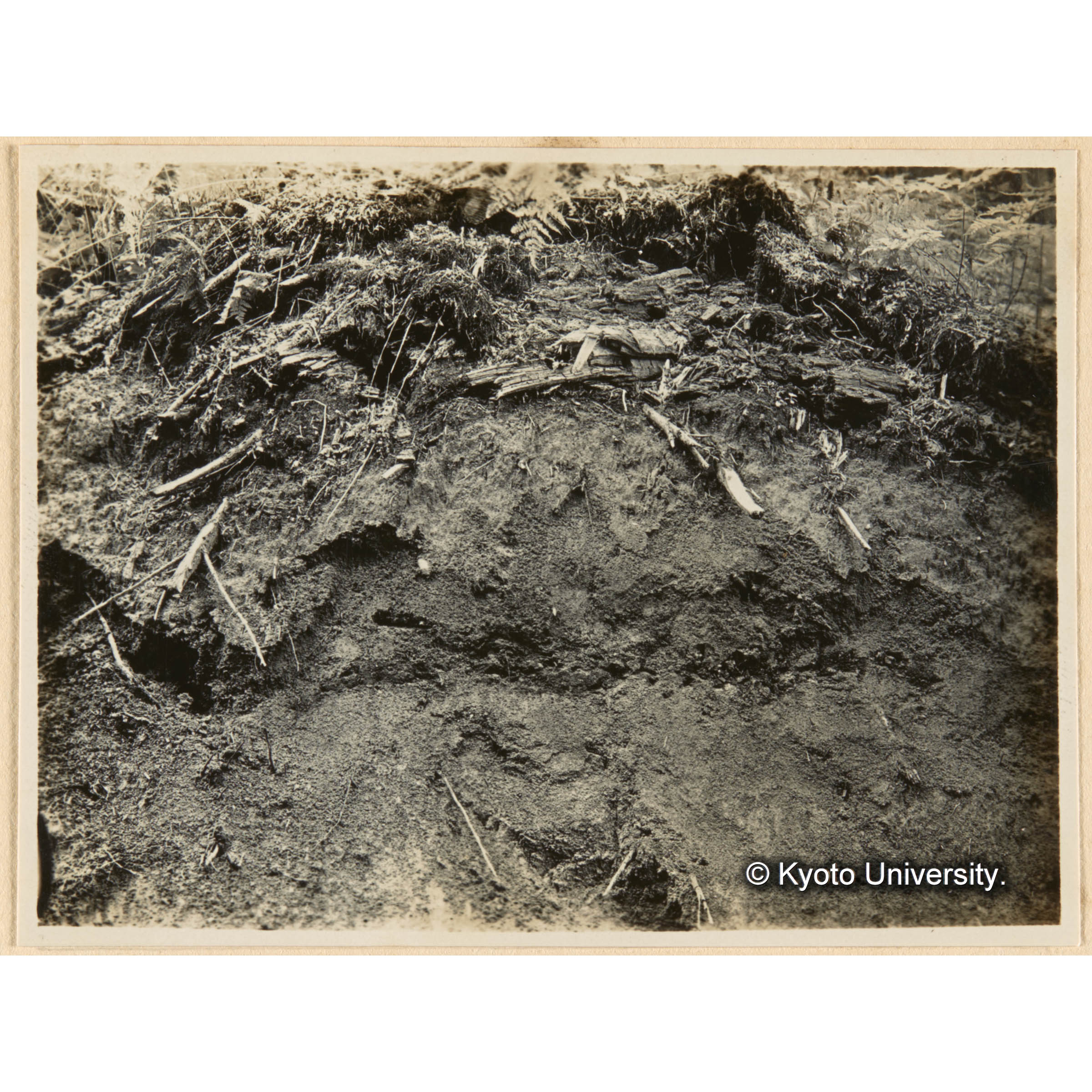 亜屯、えぞまつ、とどまつ混淆天然林ニ於ケル表土層下（約20cm）ノ木炭粉層（×印） (1)