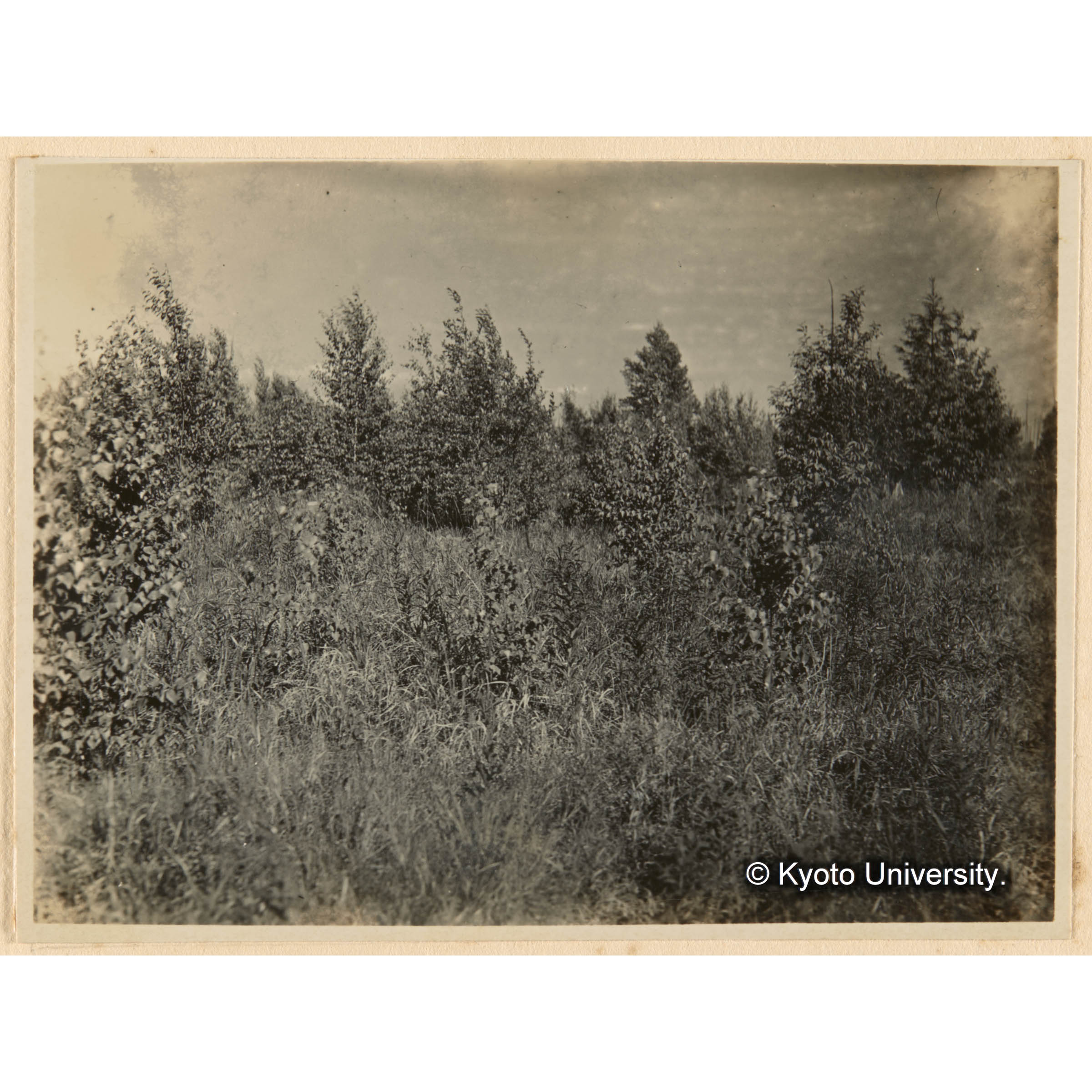 國境、半田沢附近ニ於ケルさうしかんば幼齢林 (1)