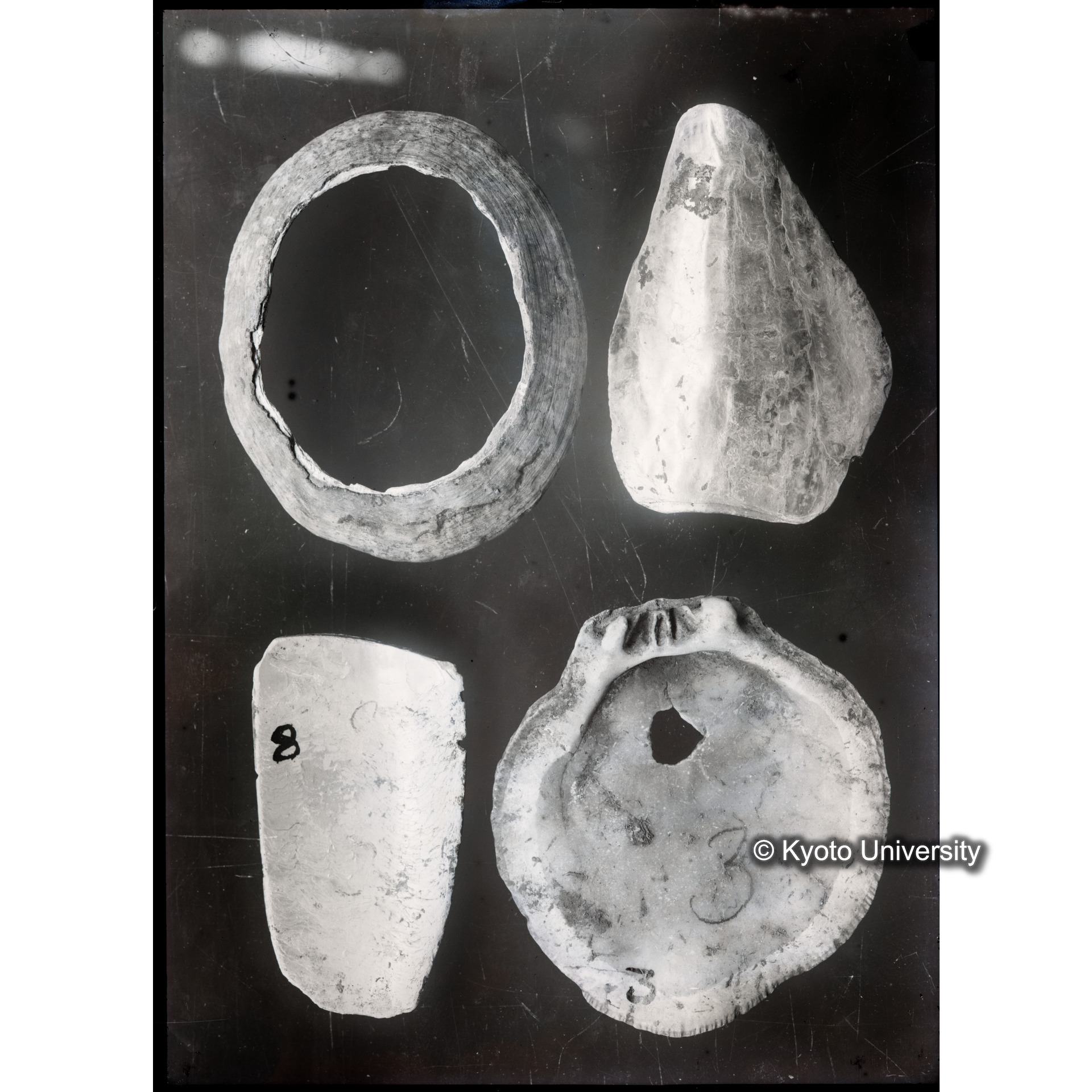 遺物（貝製品1） (1)