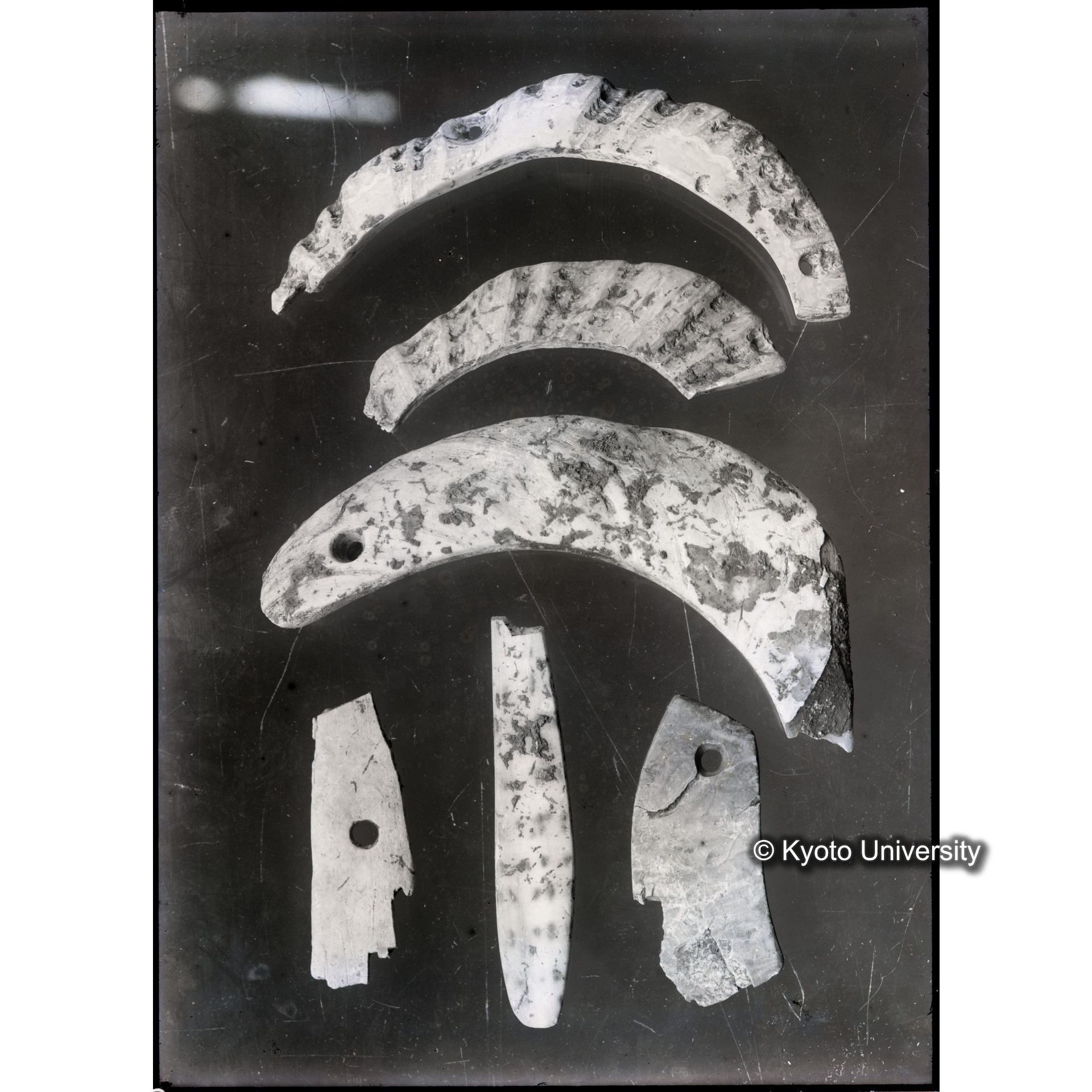 遺物（貝製品3） (1)