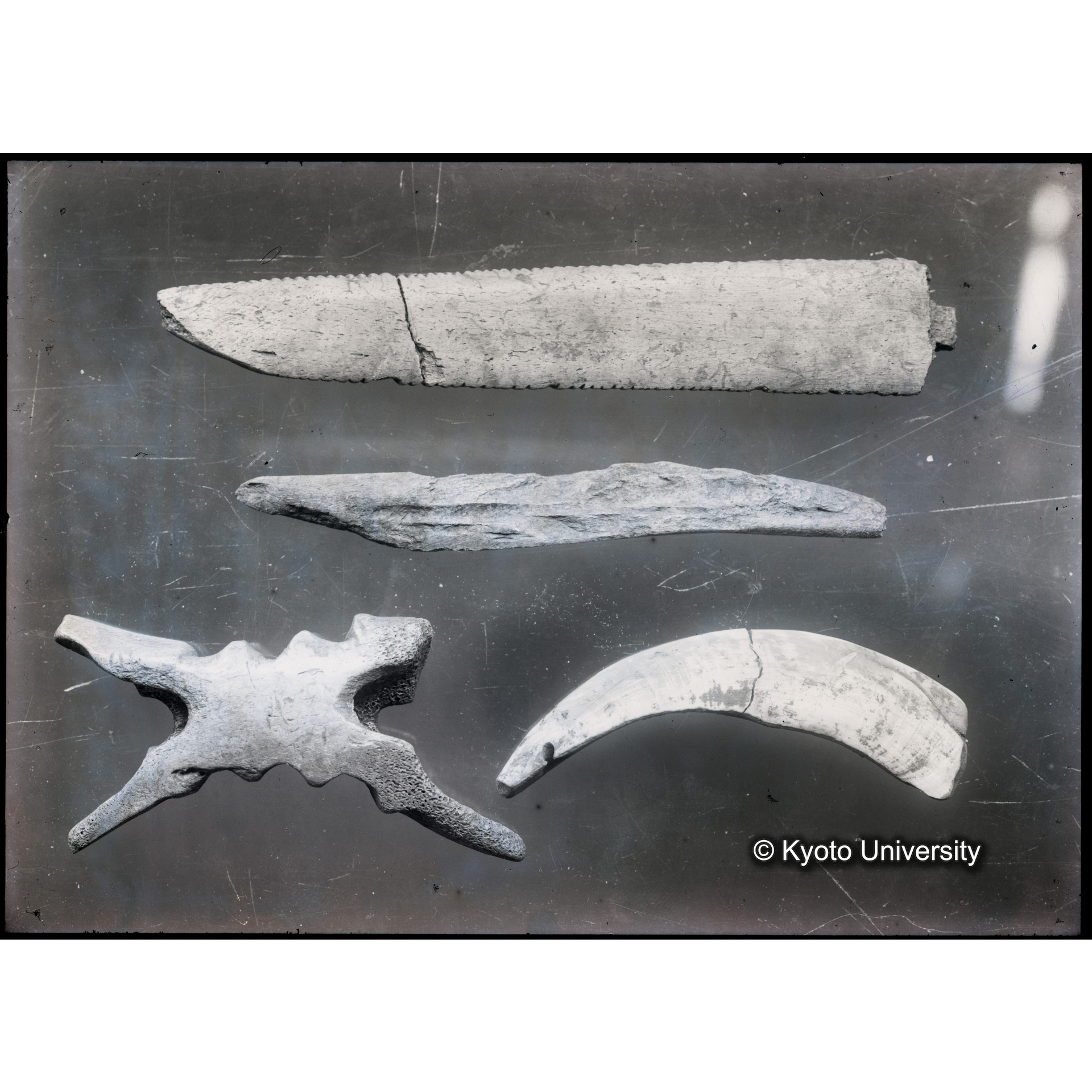 遺物（骨製品2） (1)