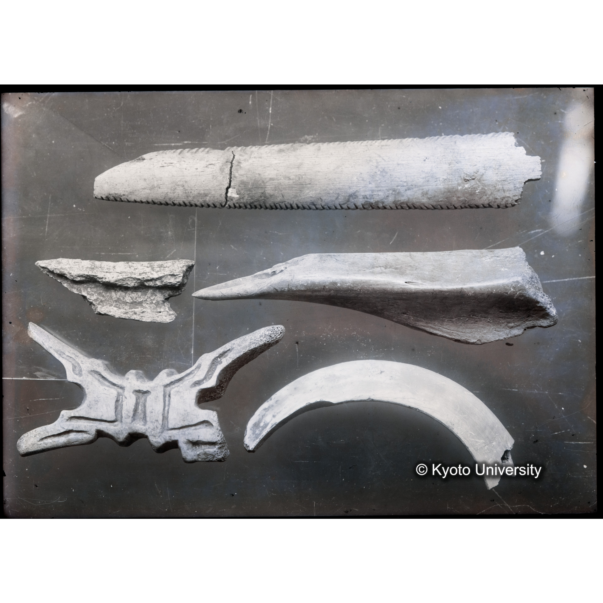 遺物（骨製品1） (1)