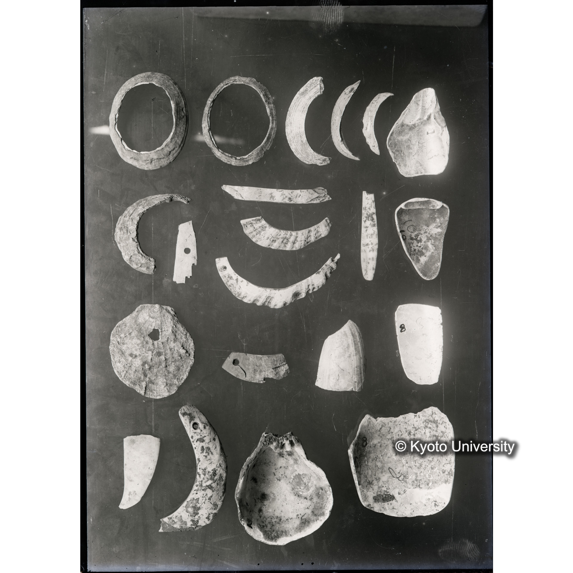 遺物（貝製品2） (1)