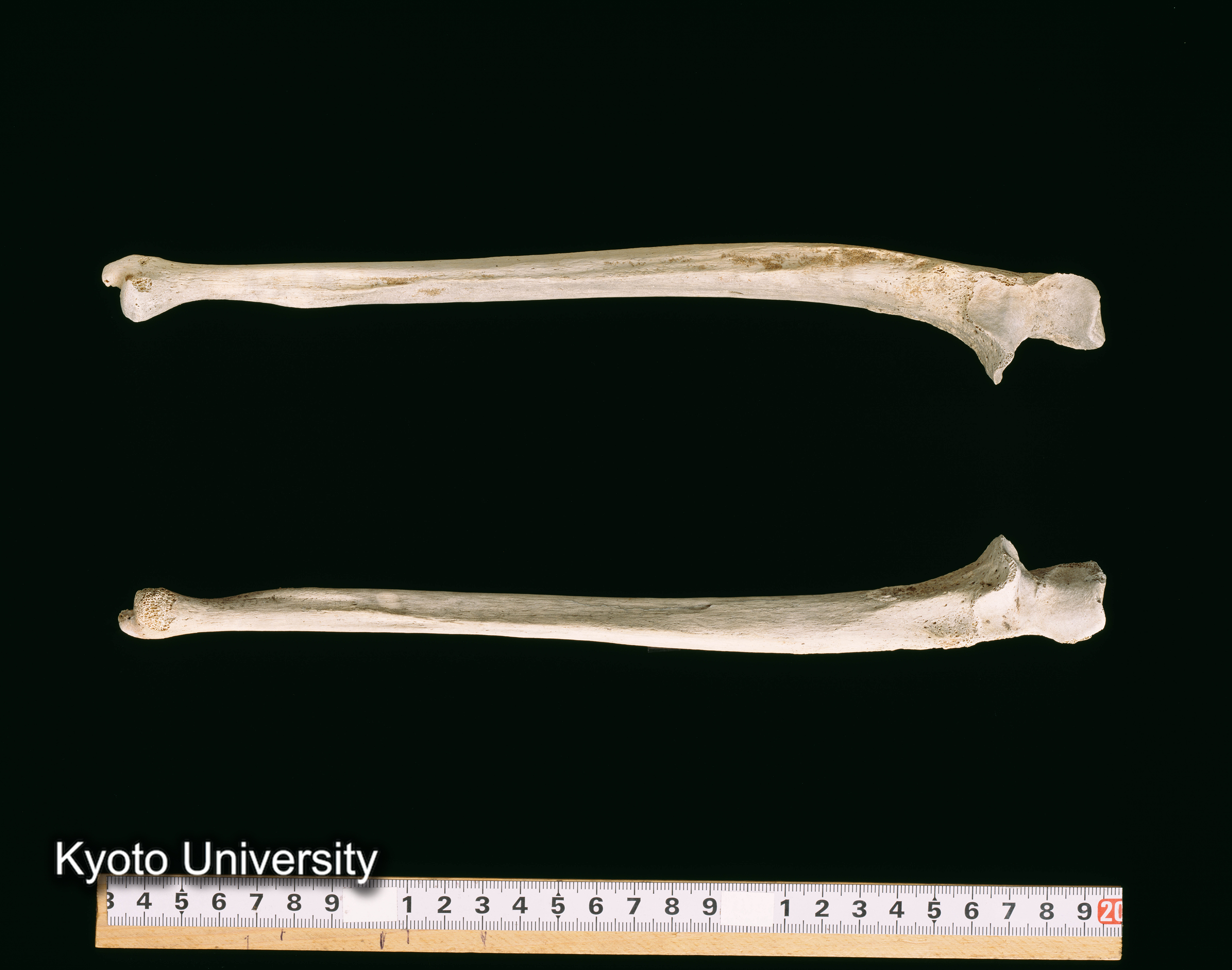 02-060_Abydos001_p079 (1)