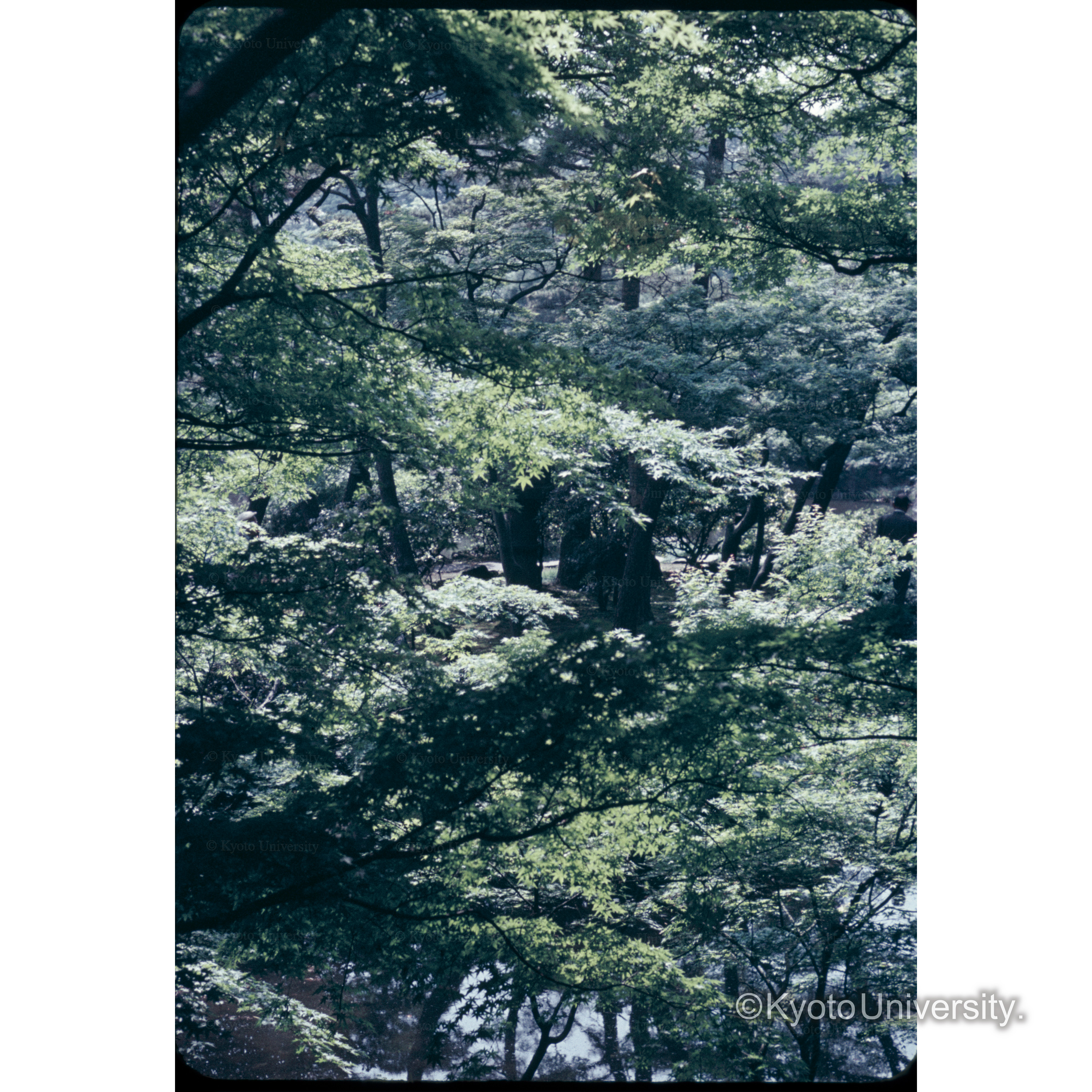 三井クラブの庭 (1)