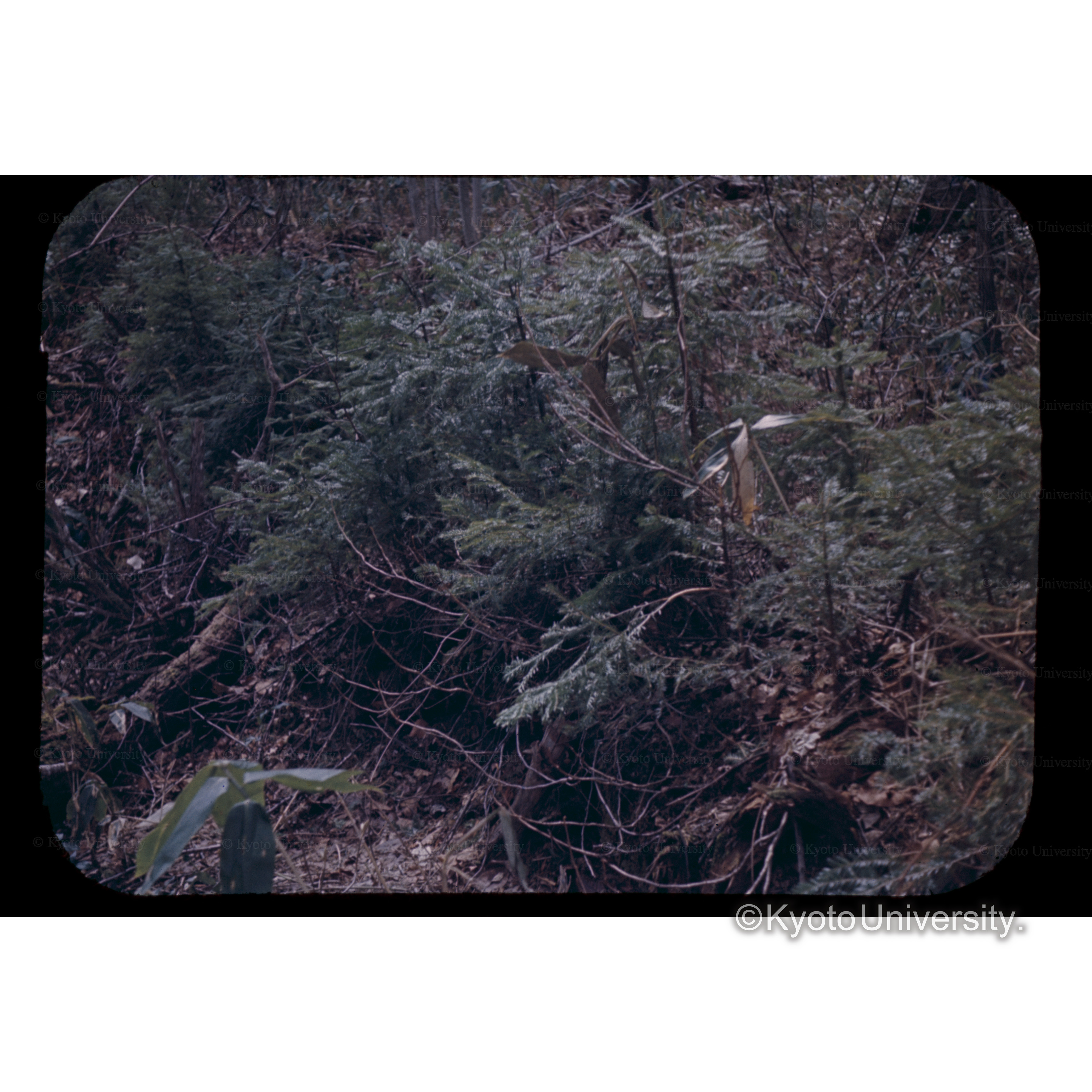 安足間第八林班エゾ倒木枝打 (1)