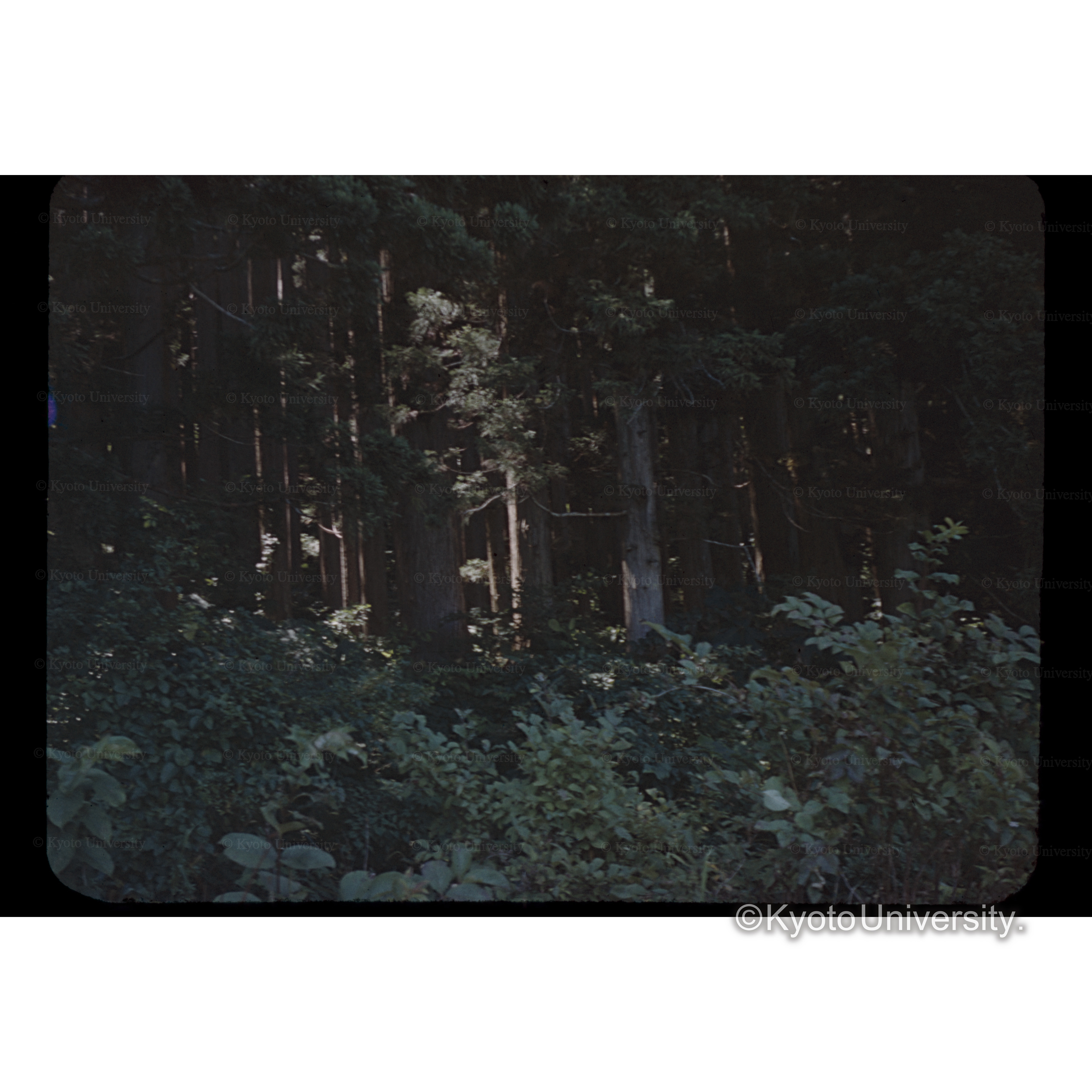 山形　岸氏スギ営林内 (1)