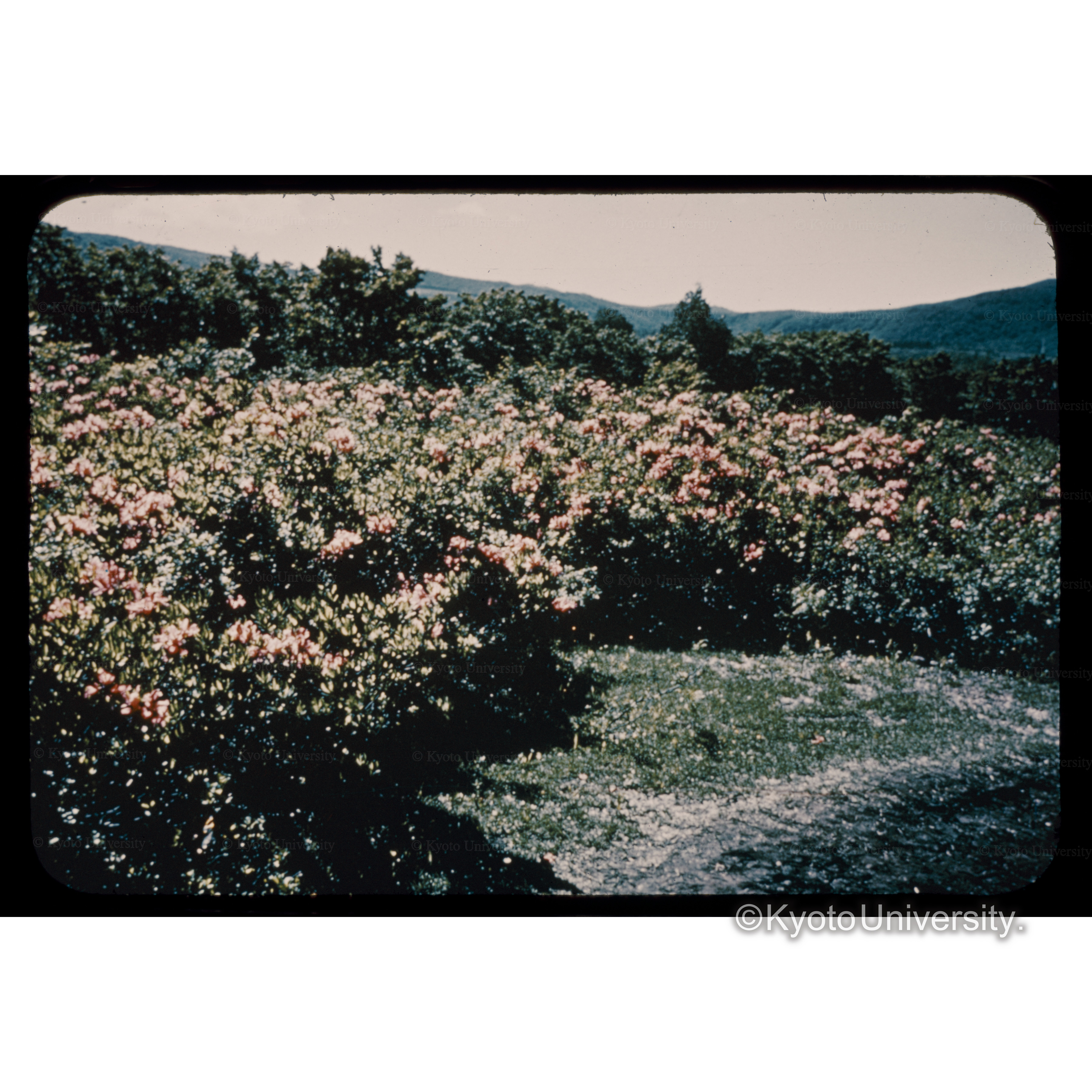 田代袋のツツジ、十和田八幡平国立公園 (1)