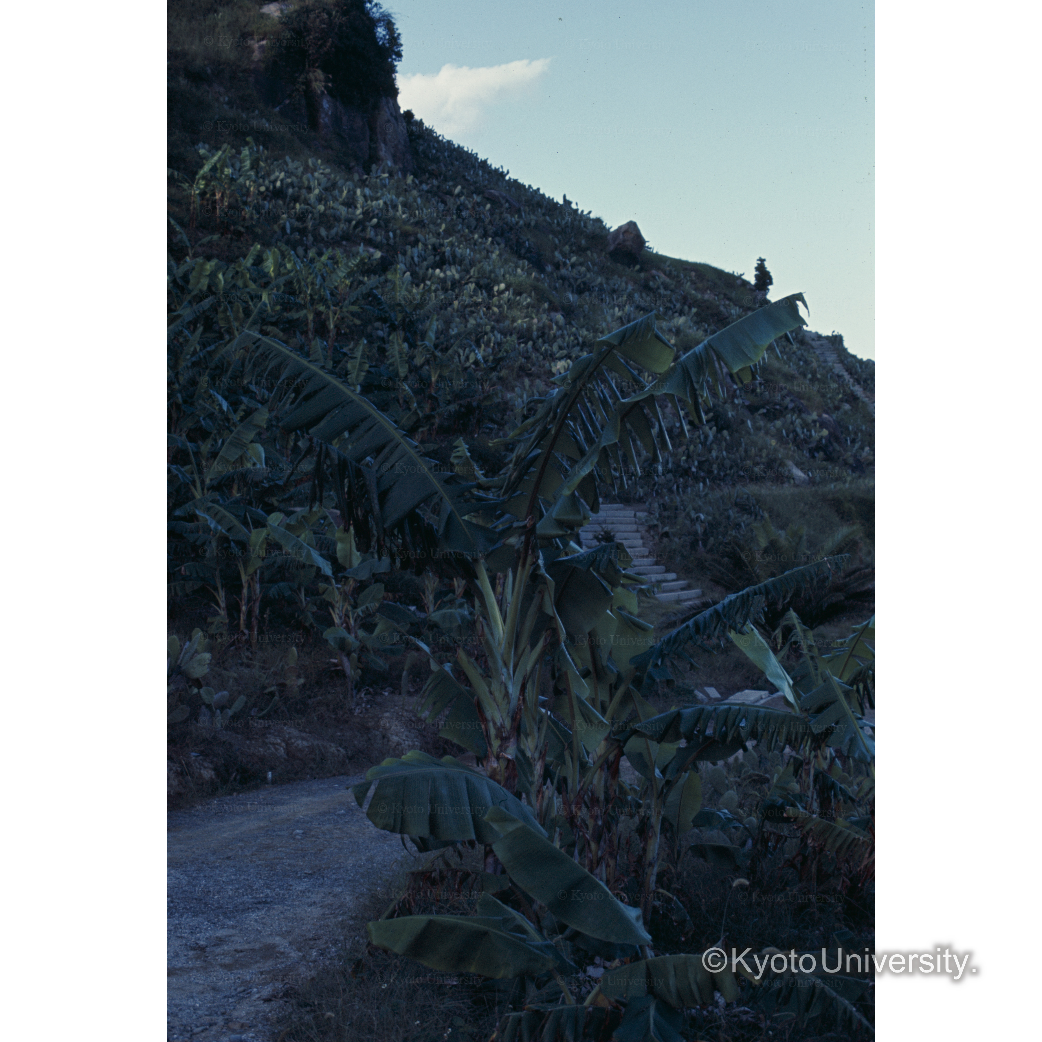 日南海岸サボテン園 (1)