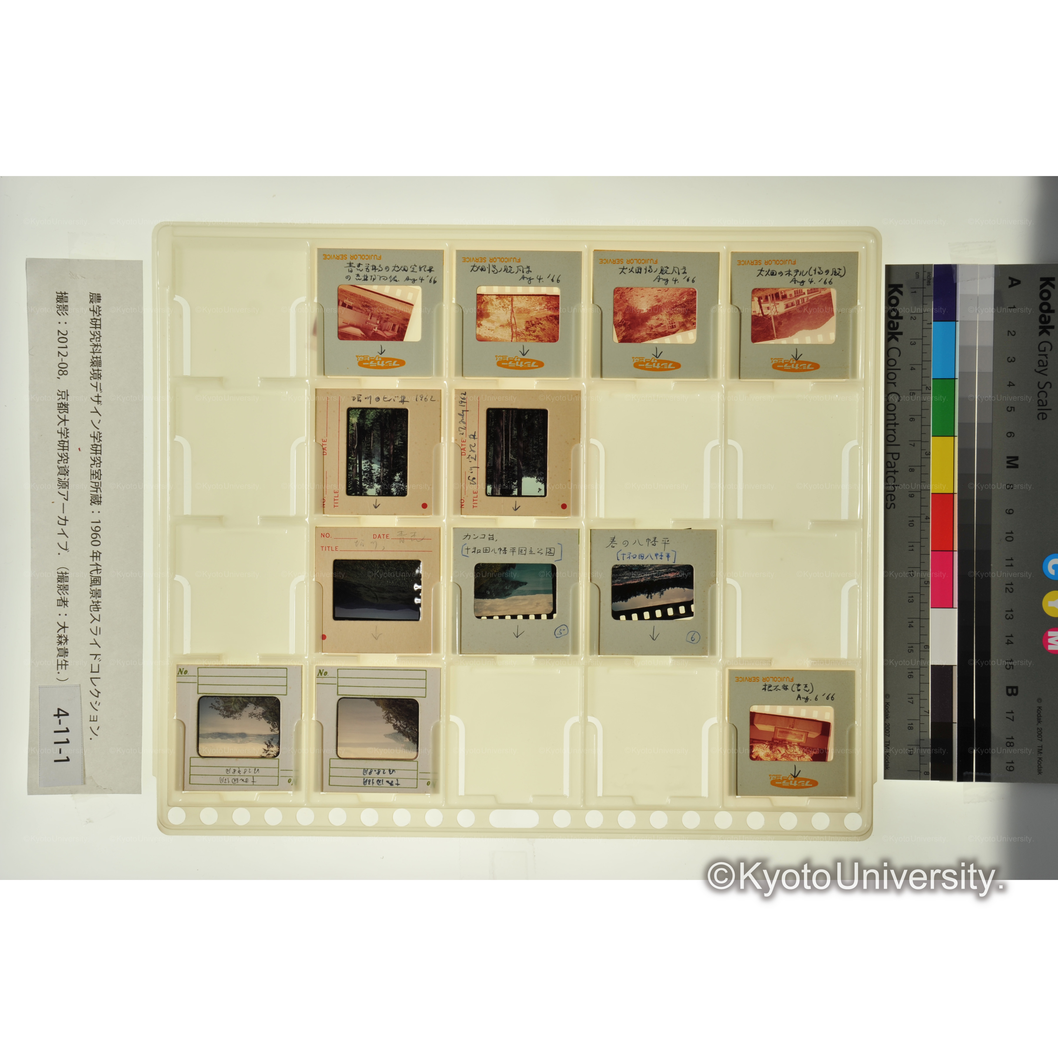 〔十和田、青森、実験林〕 (1)