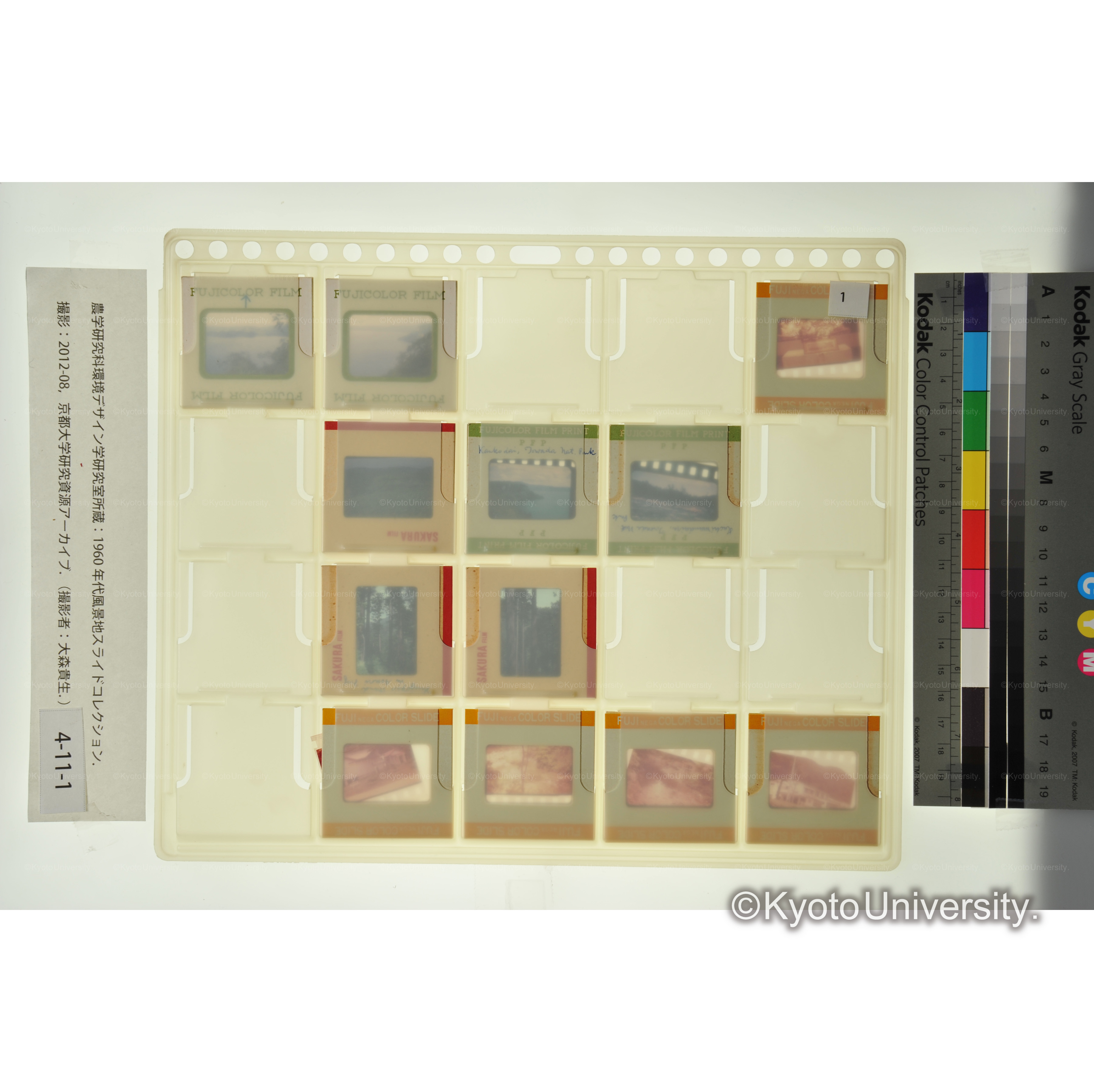 〔十和田、青森、実験林〕 (2)