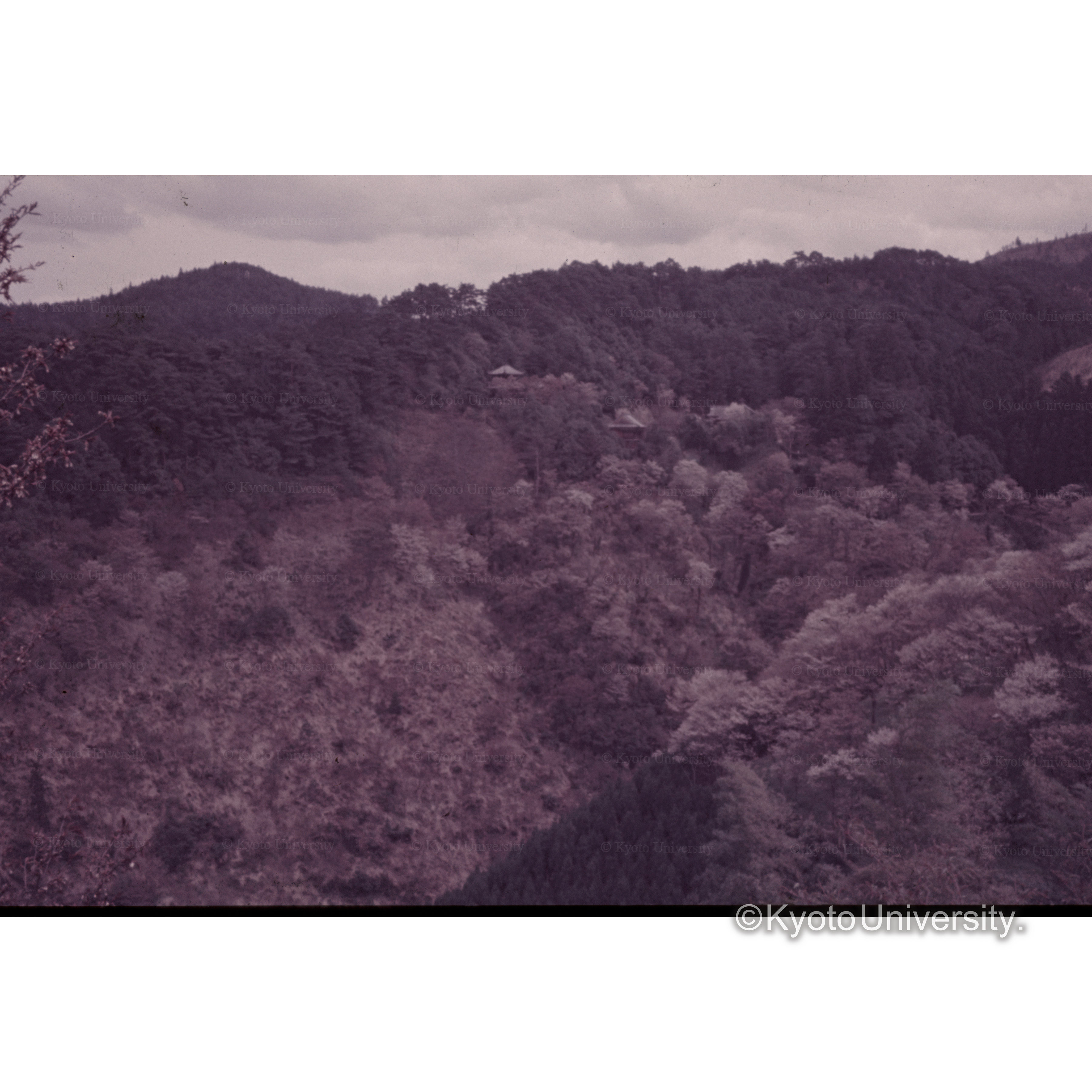 〔吉野山の桜〕 (1)