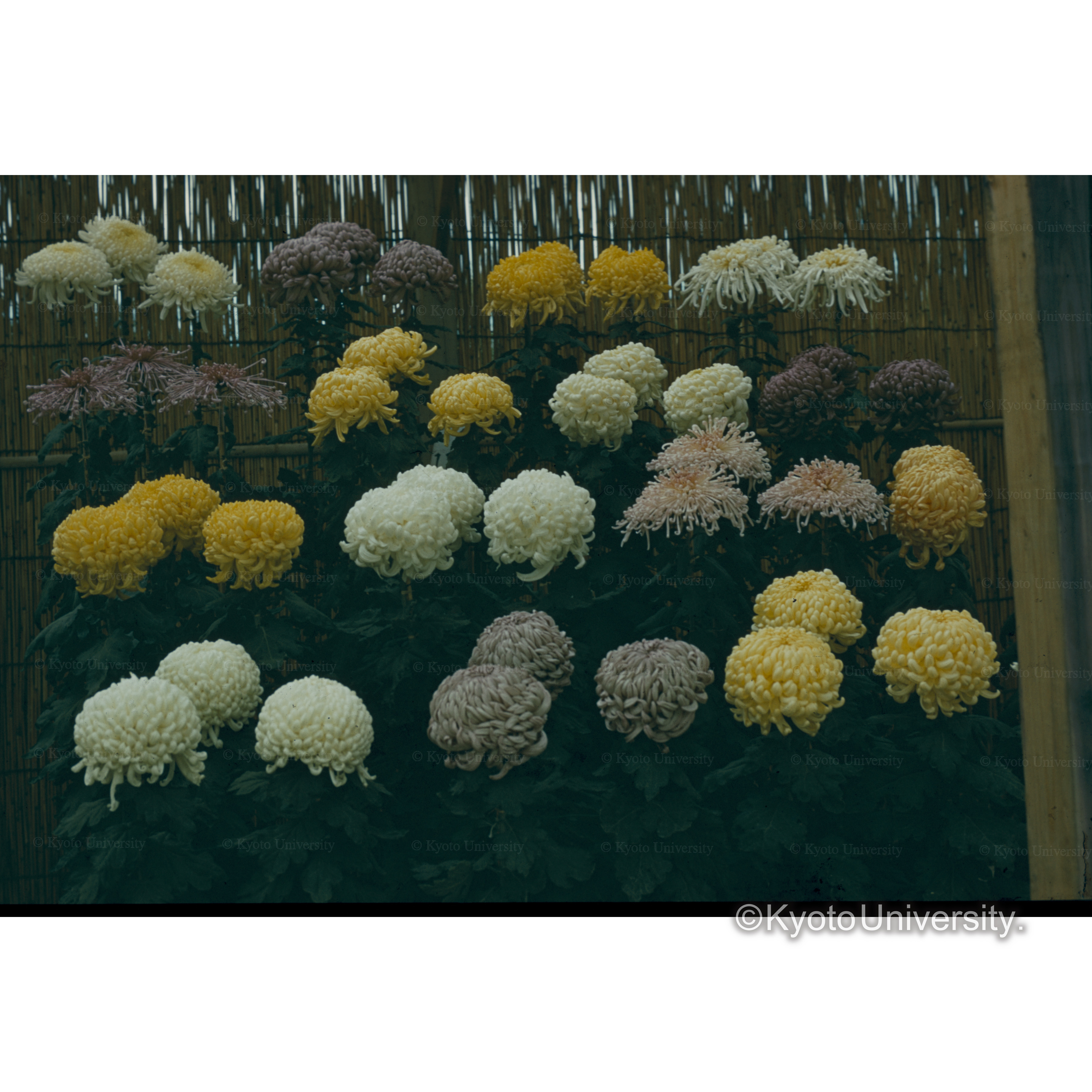 〔キク展示〕 (1)