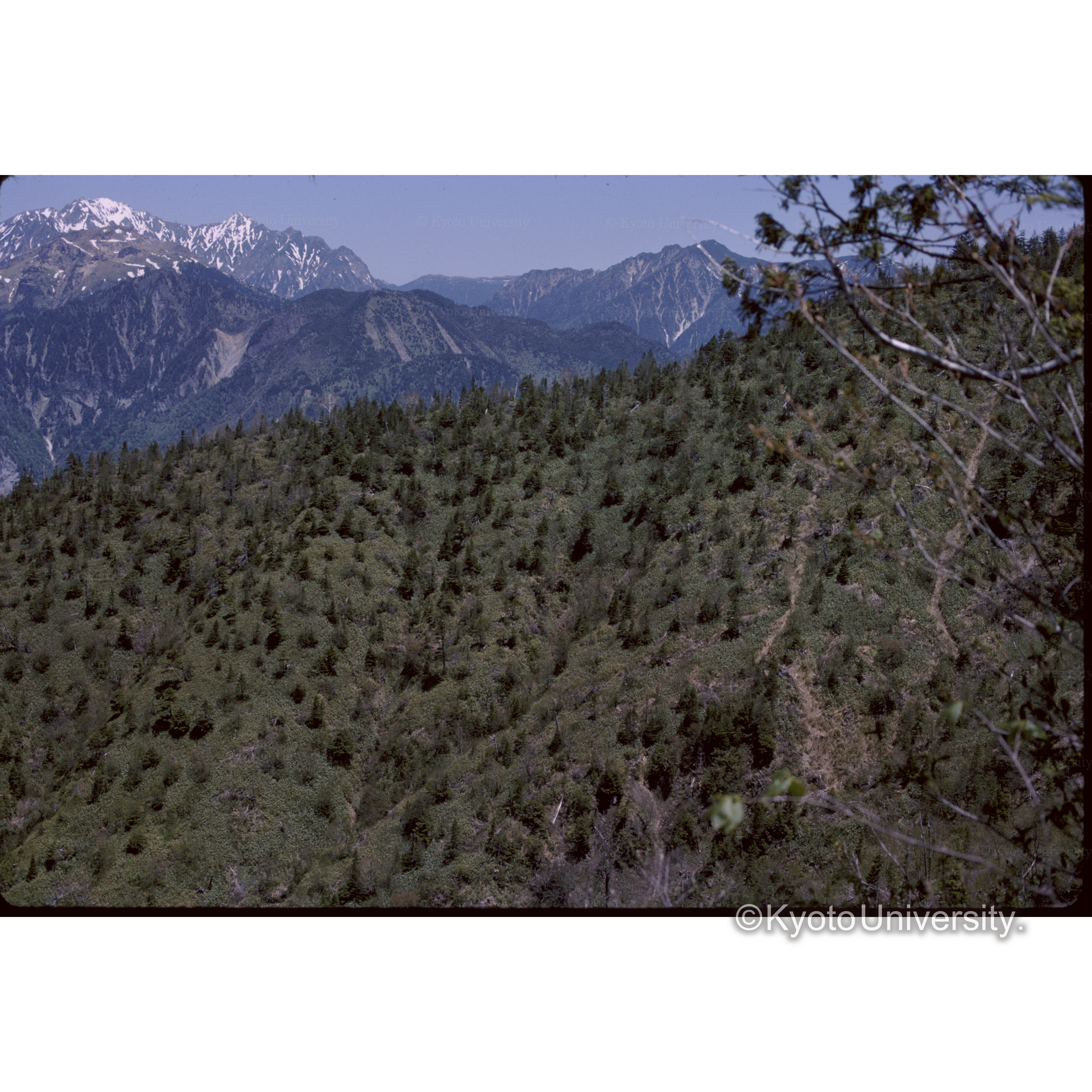 乗鞍ハイマツ林 (1)