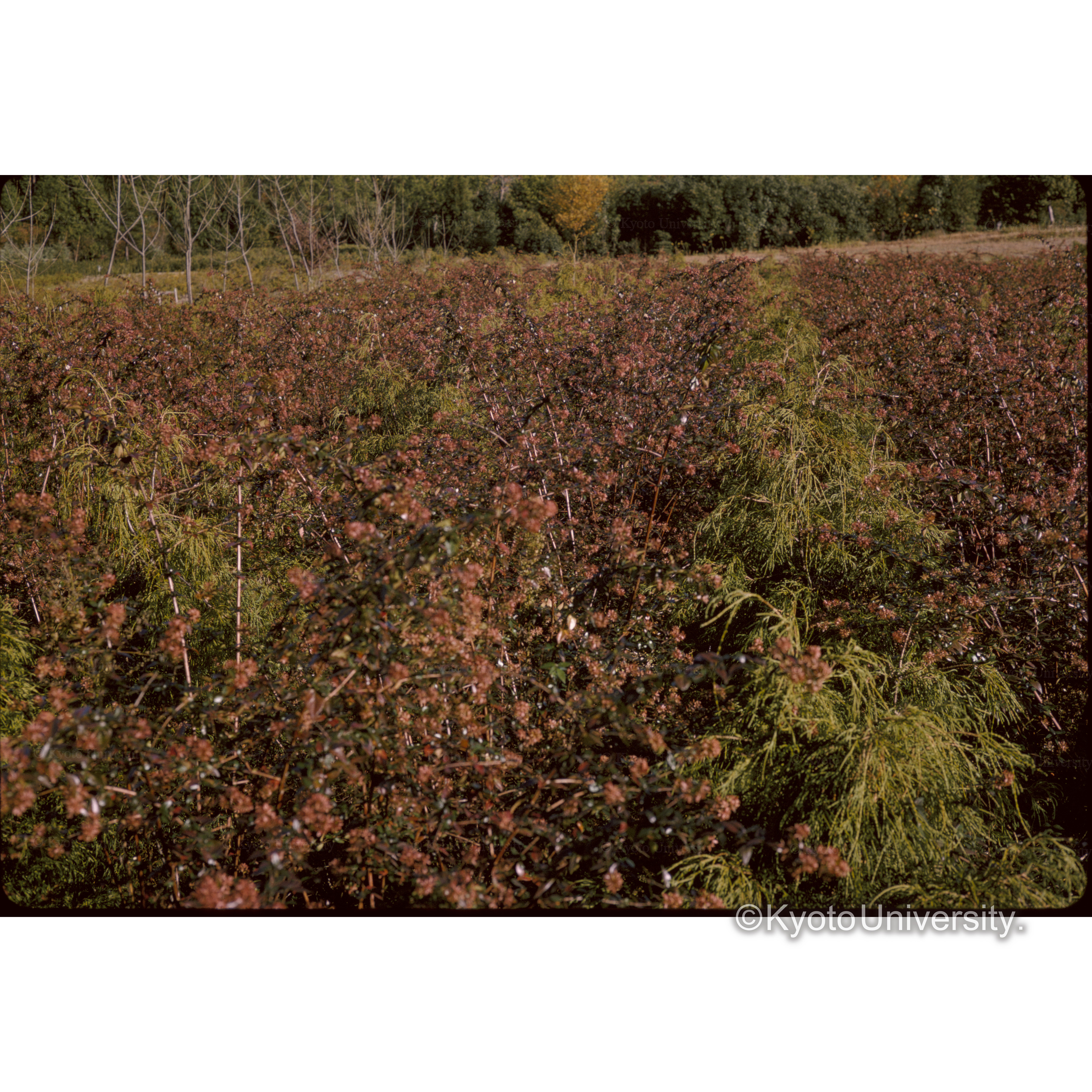 石切苗畑(ハコネウツギ) (1)