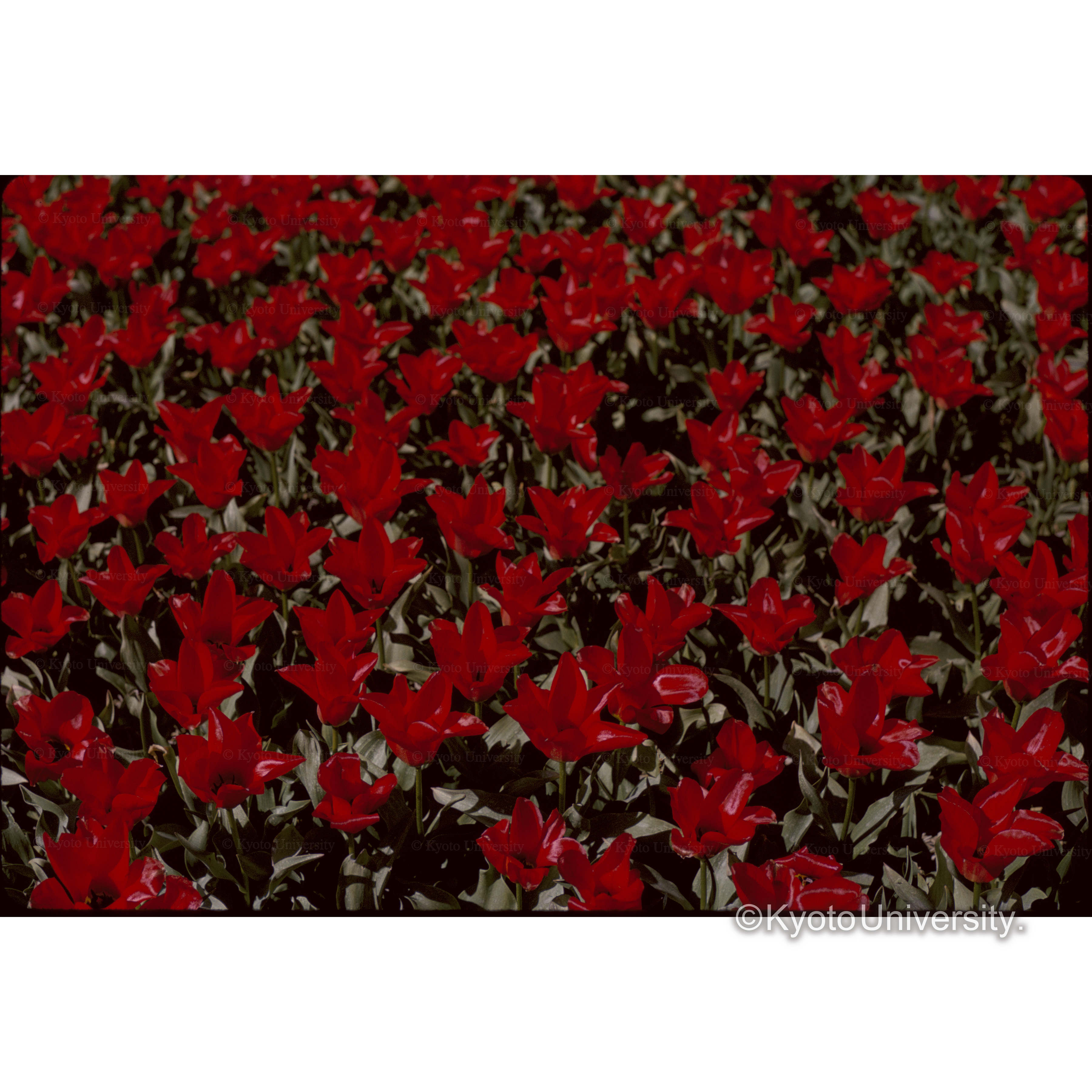 チューリップ、植物園 (1)