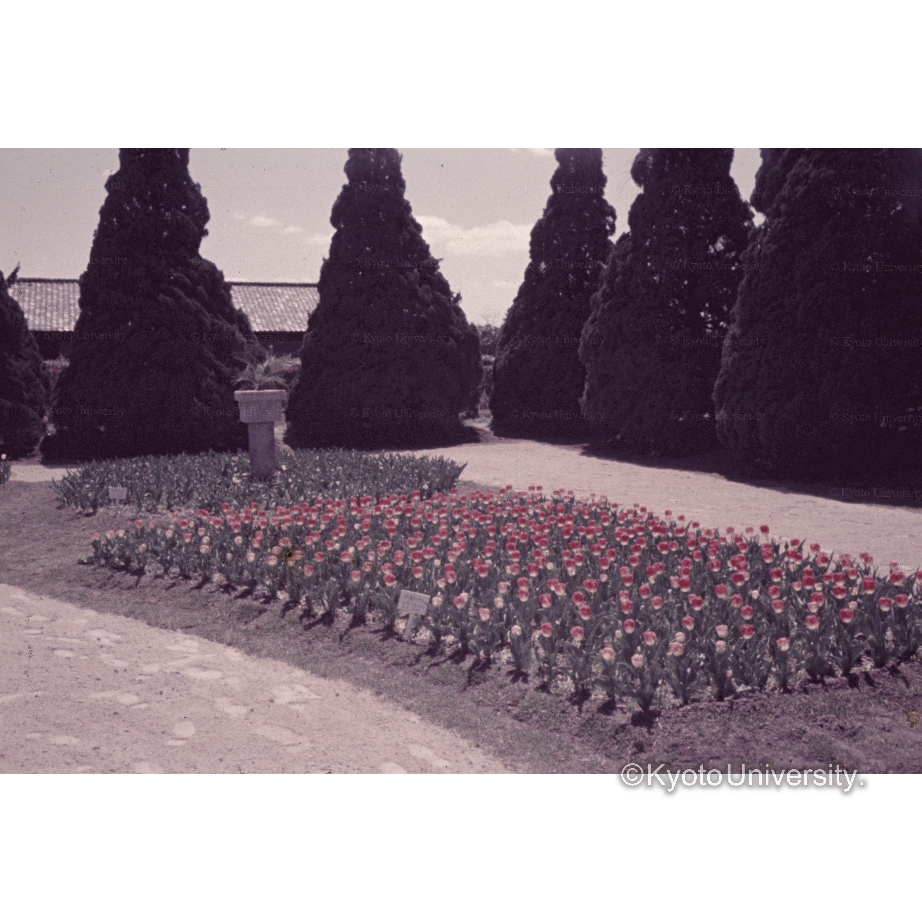 庭園のチューリップ (1)