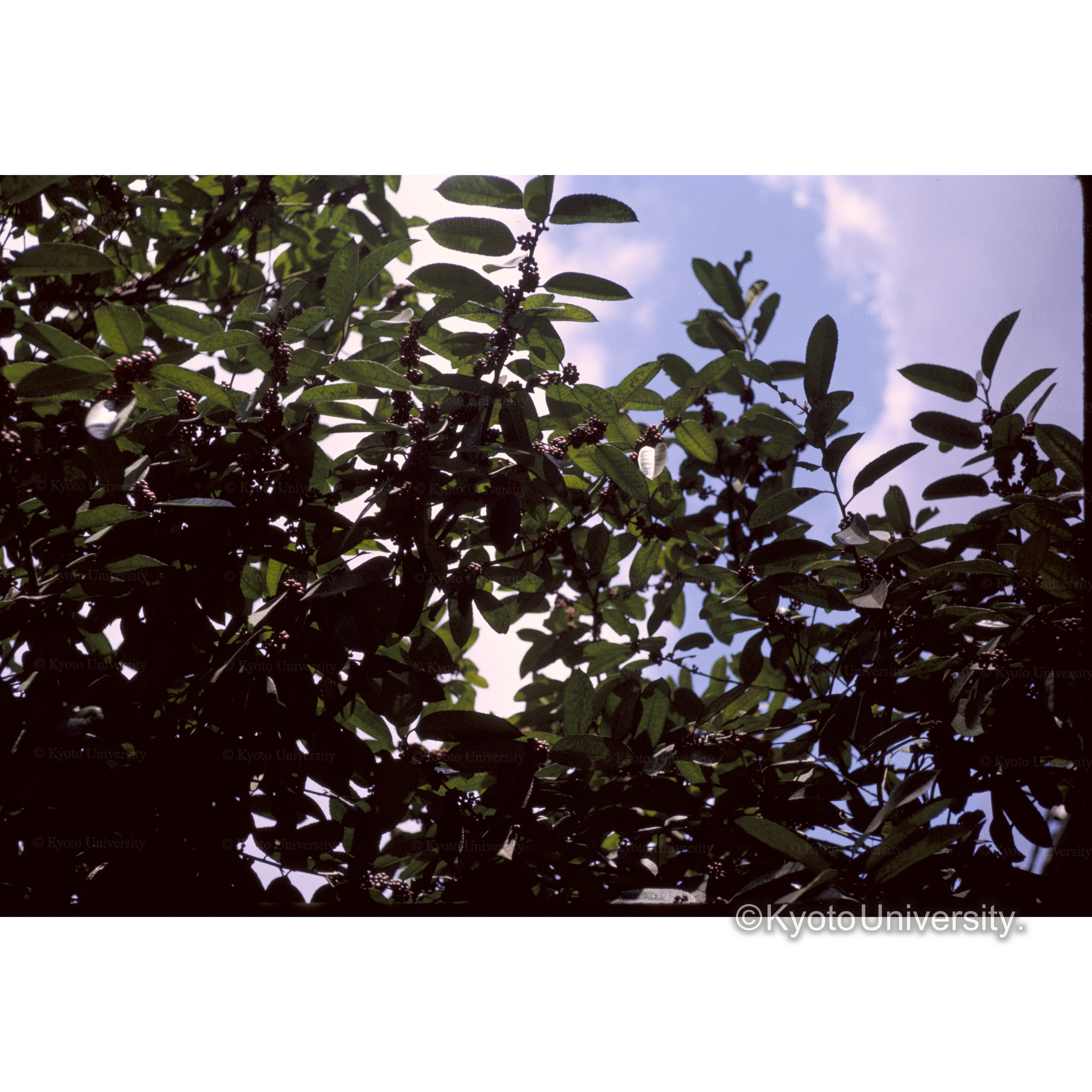 化野念仏寺付近タラヨウ (1)