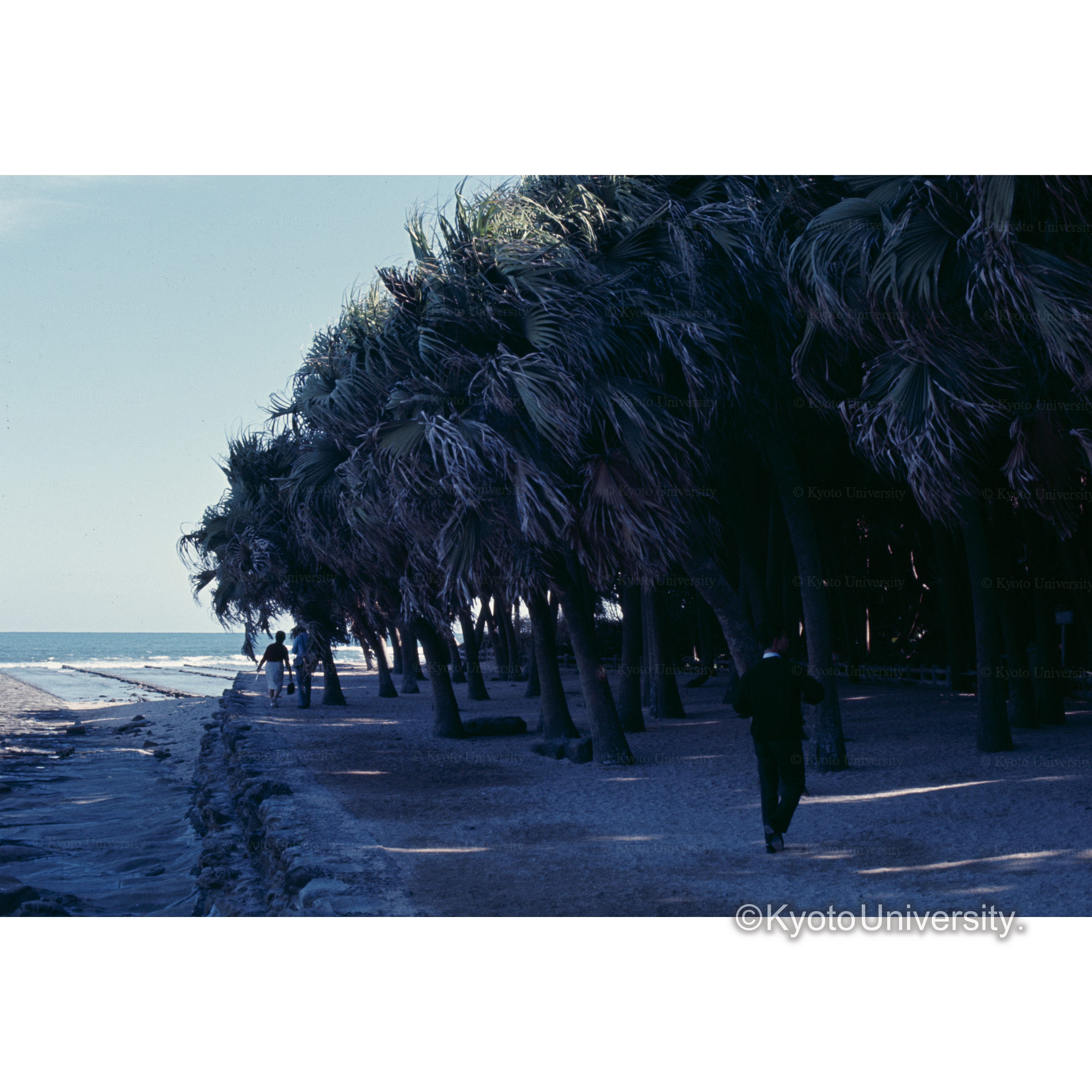 青島（ビロウ椰井） (1)