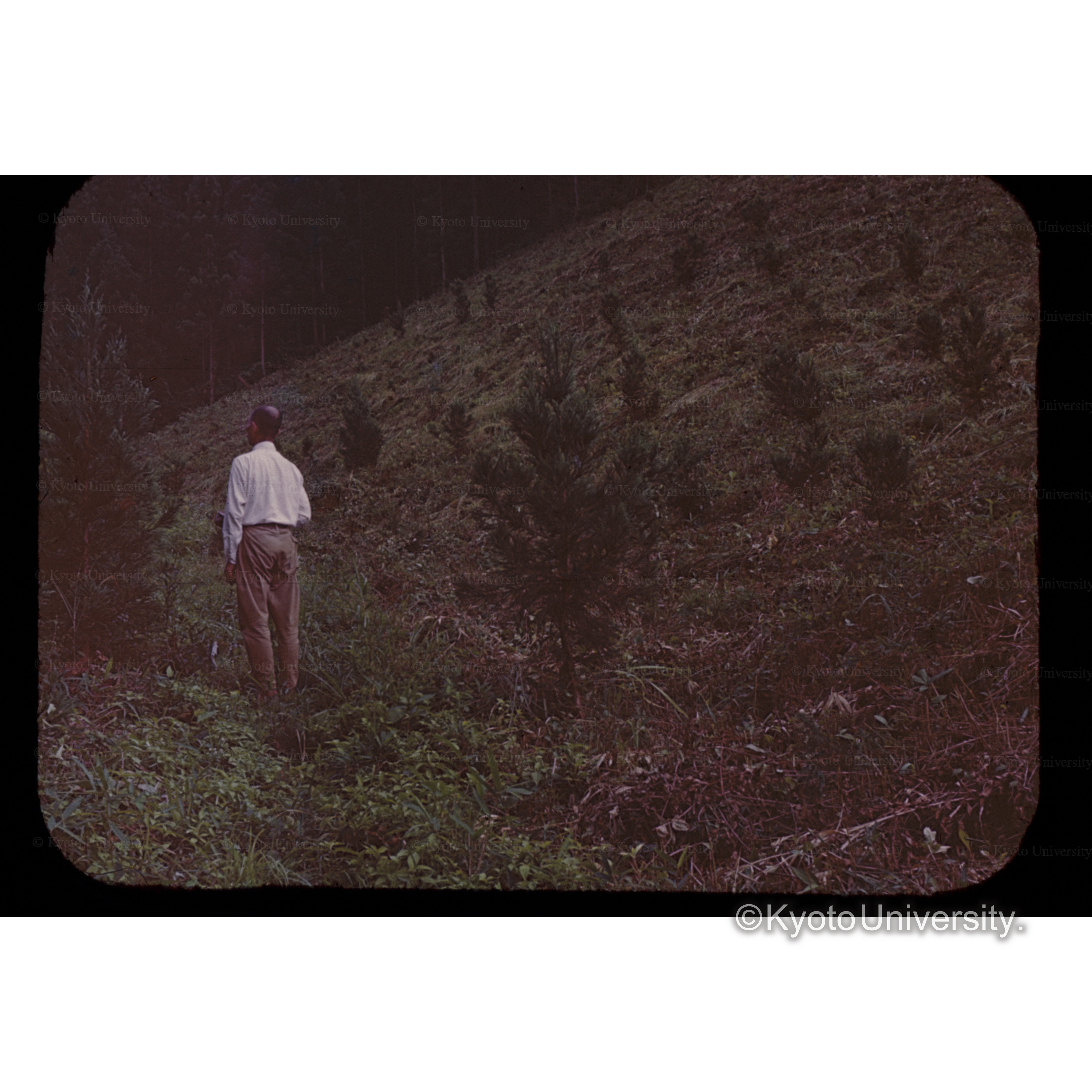 栃木県小来村（2000本植栽スギ） (1)