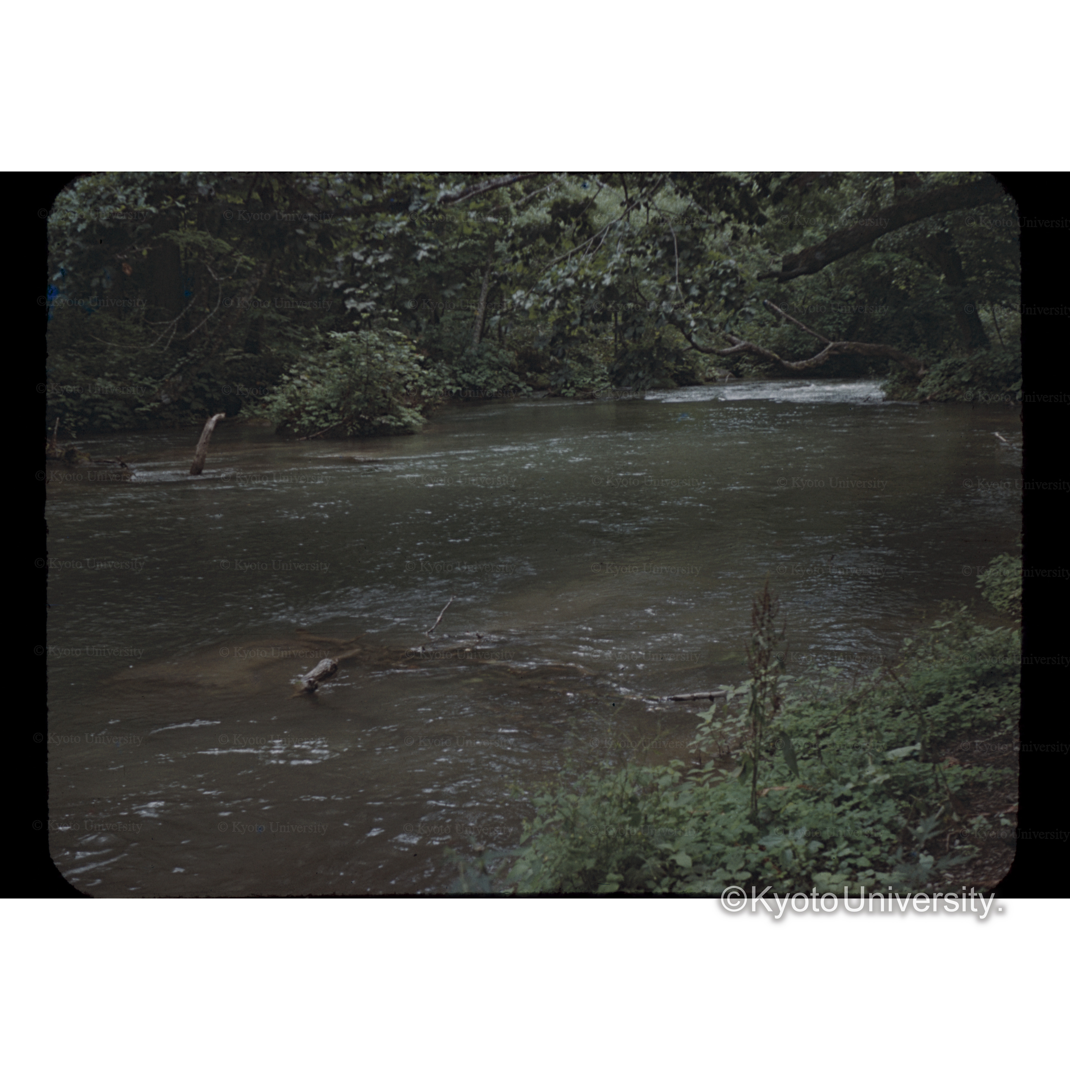 奥入瀬(十和田湖) (1)