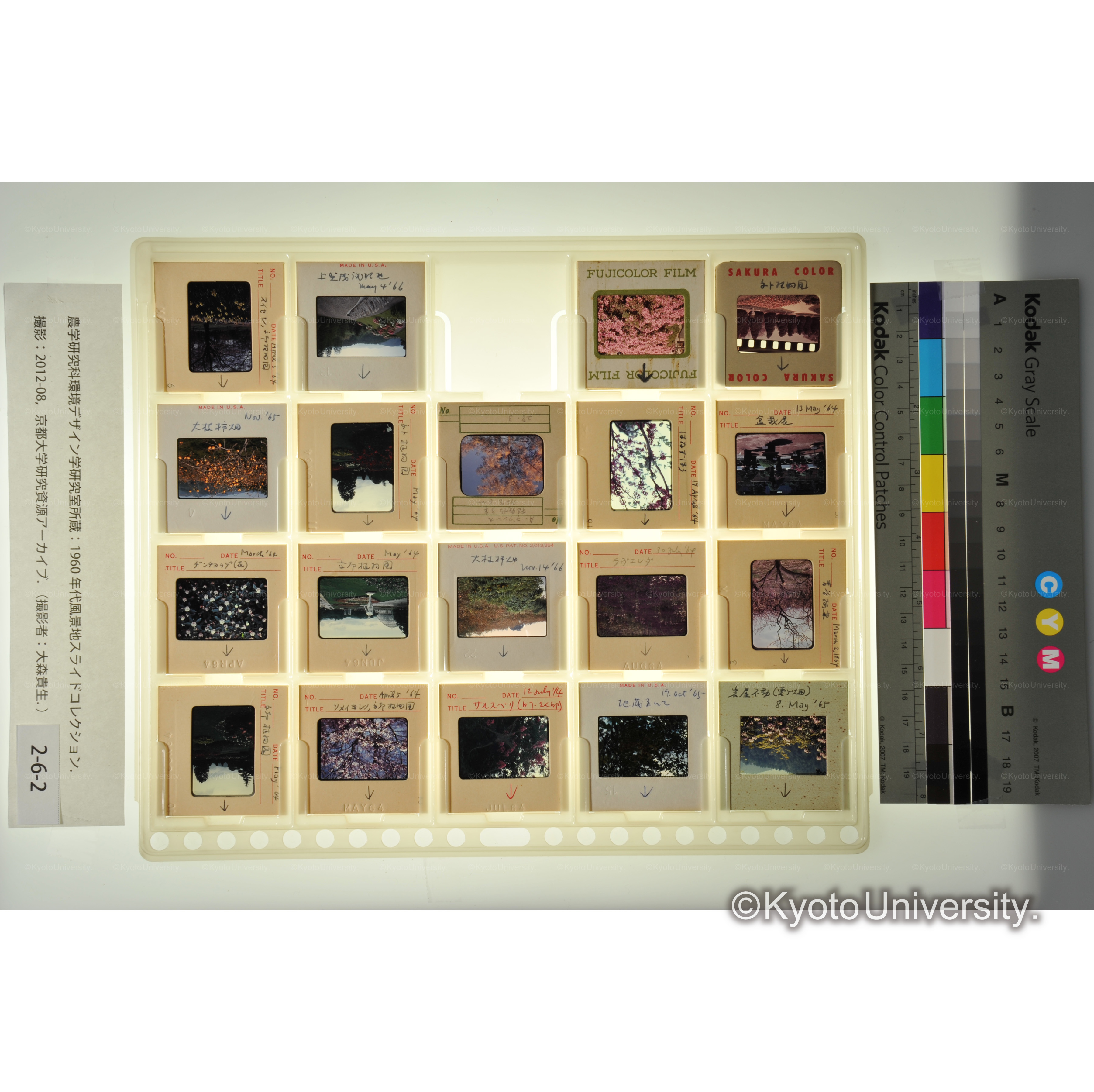 〔京都植物園、上賀茂試験地　植物〕 (1)