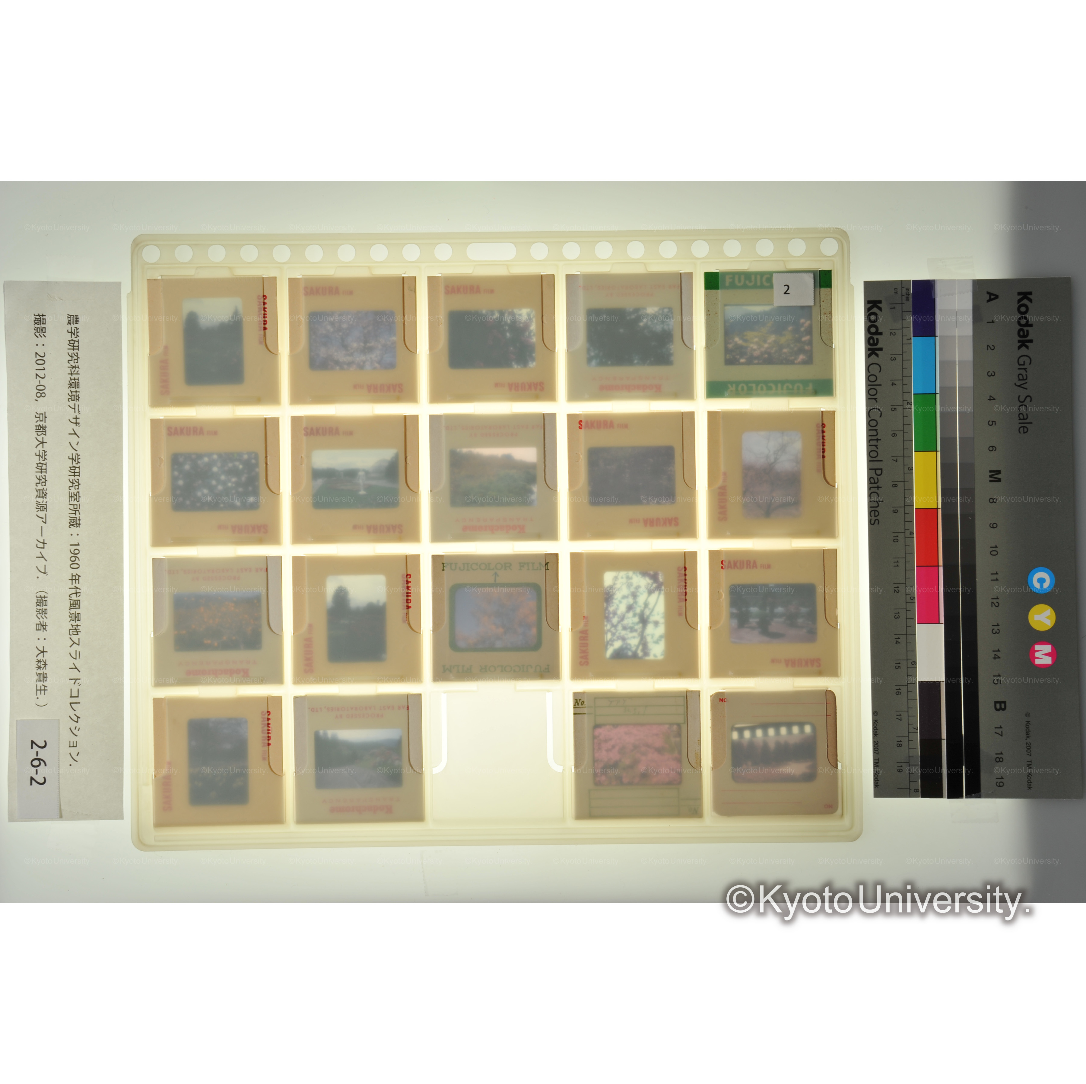 〔京都植物園、上賀茂試験地　植物〕 (2)