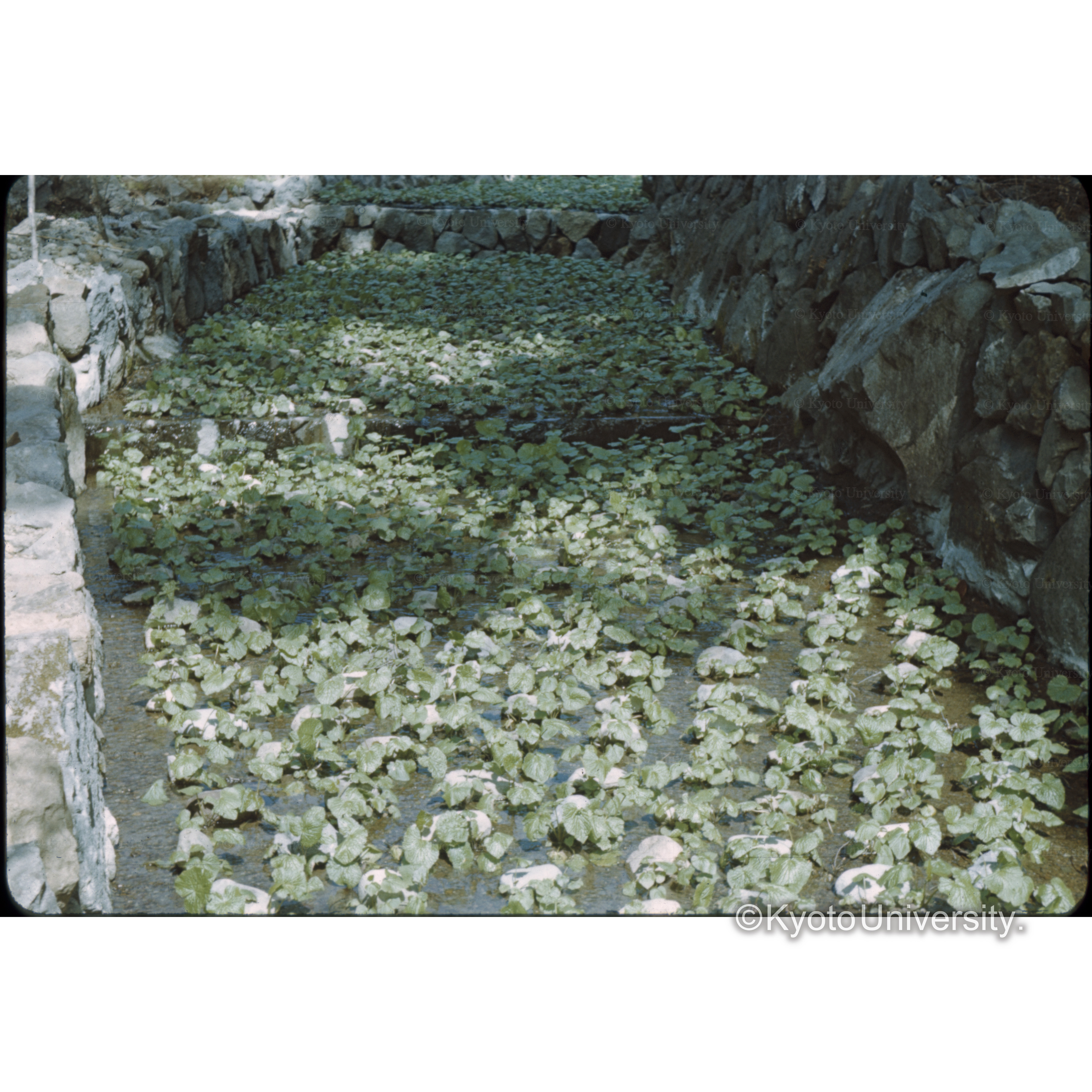 ワサビ田　宗太郎　天城□□□ (1)