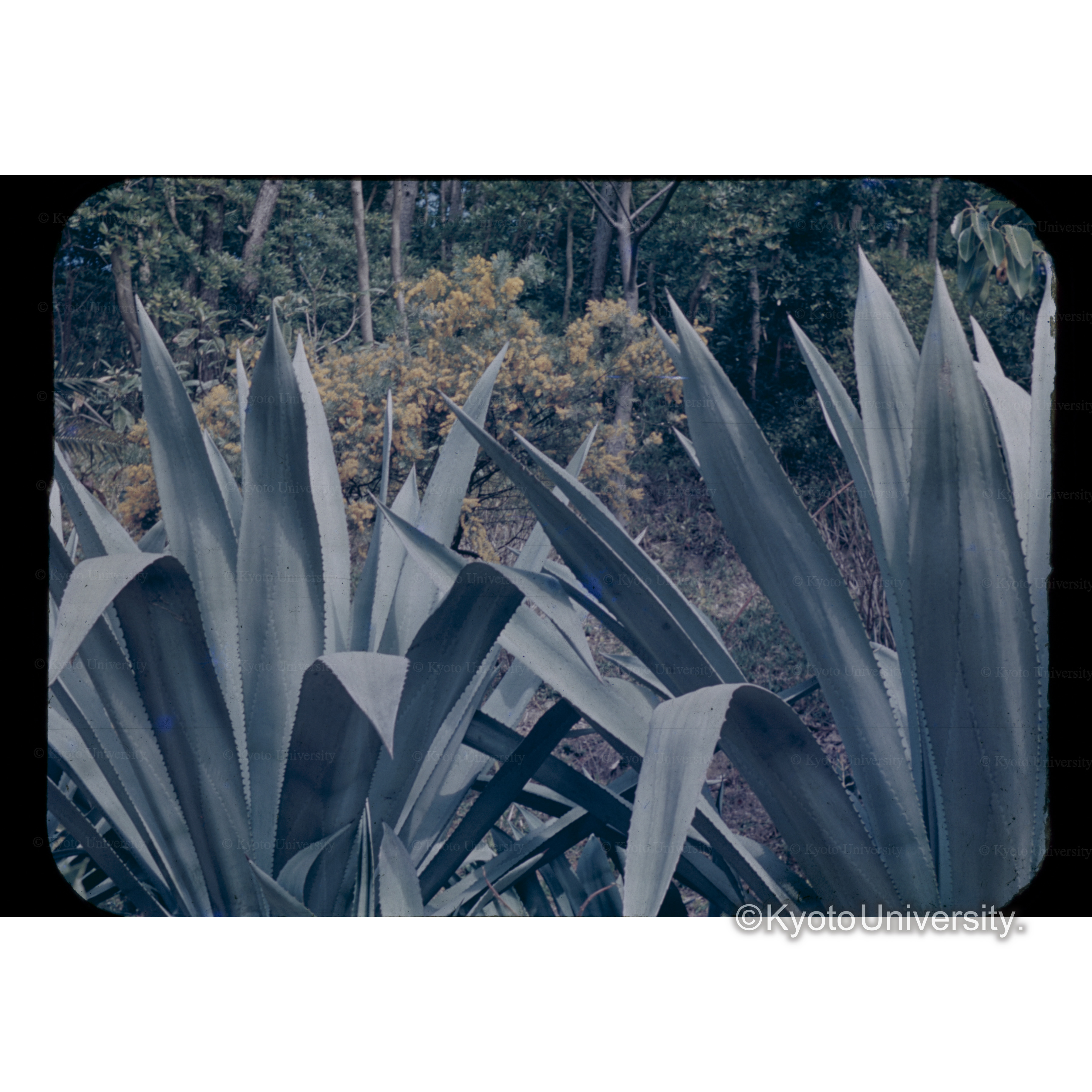 香□山植物園 (1)