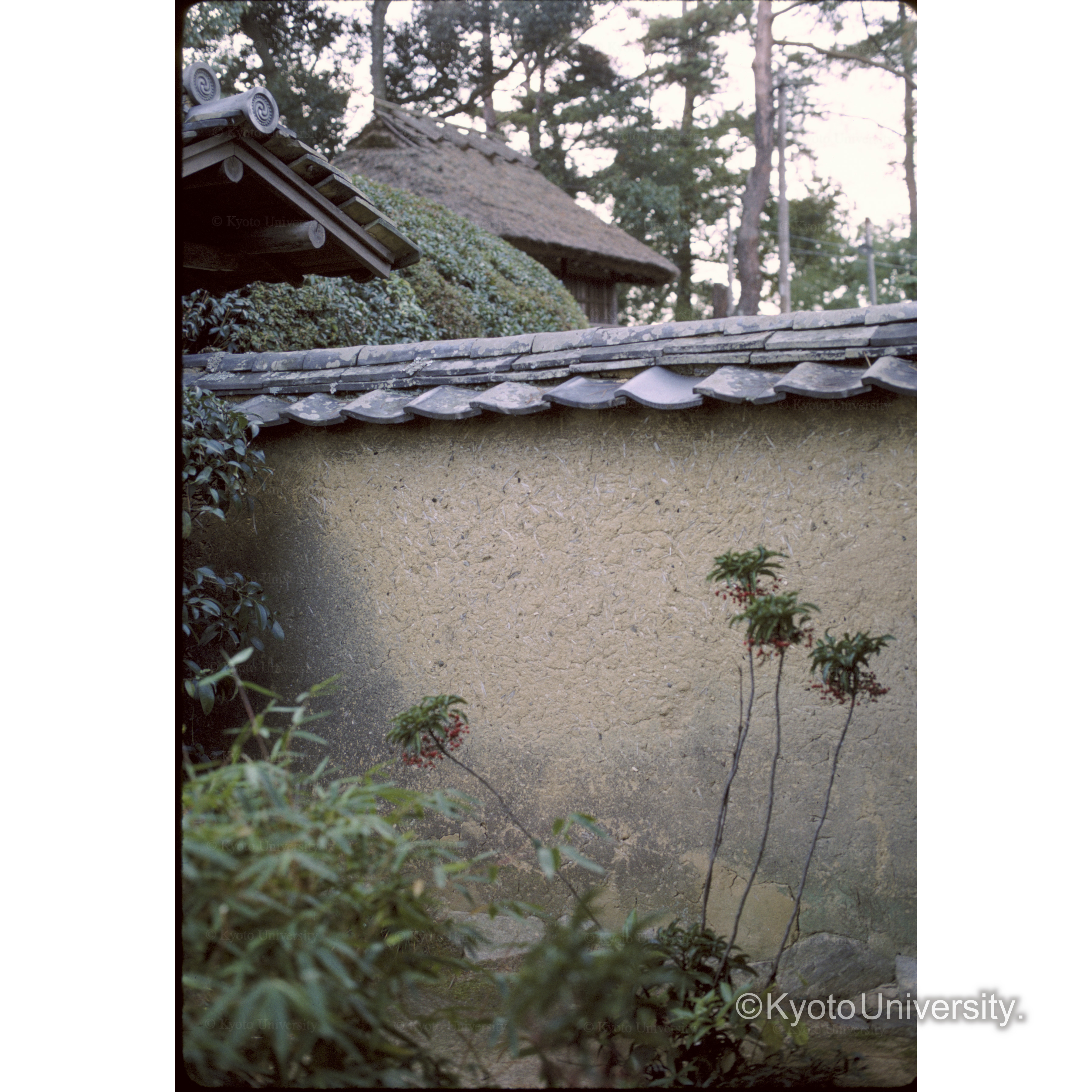 慈光院(マンリョウ) (1)