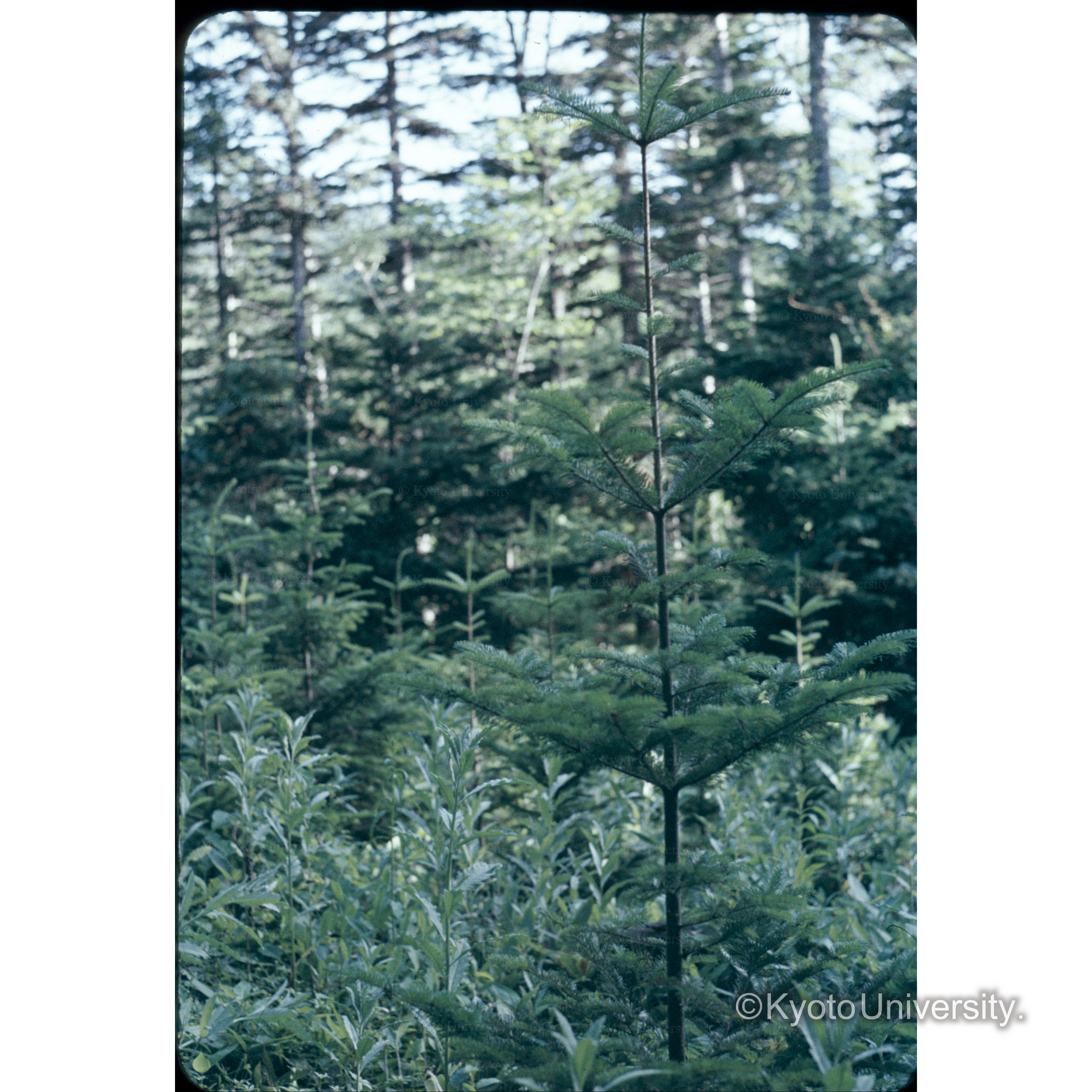 照葉樹　6班　33年植　40本 (1)