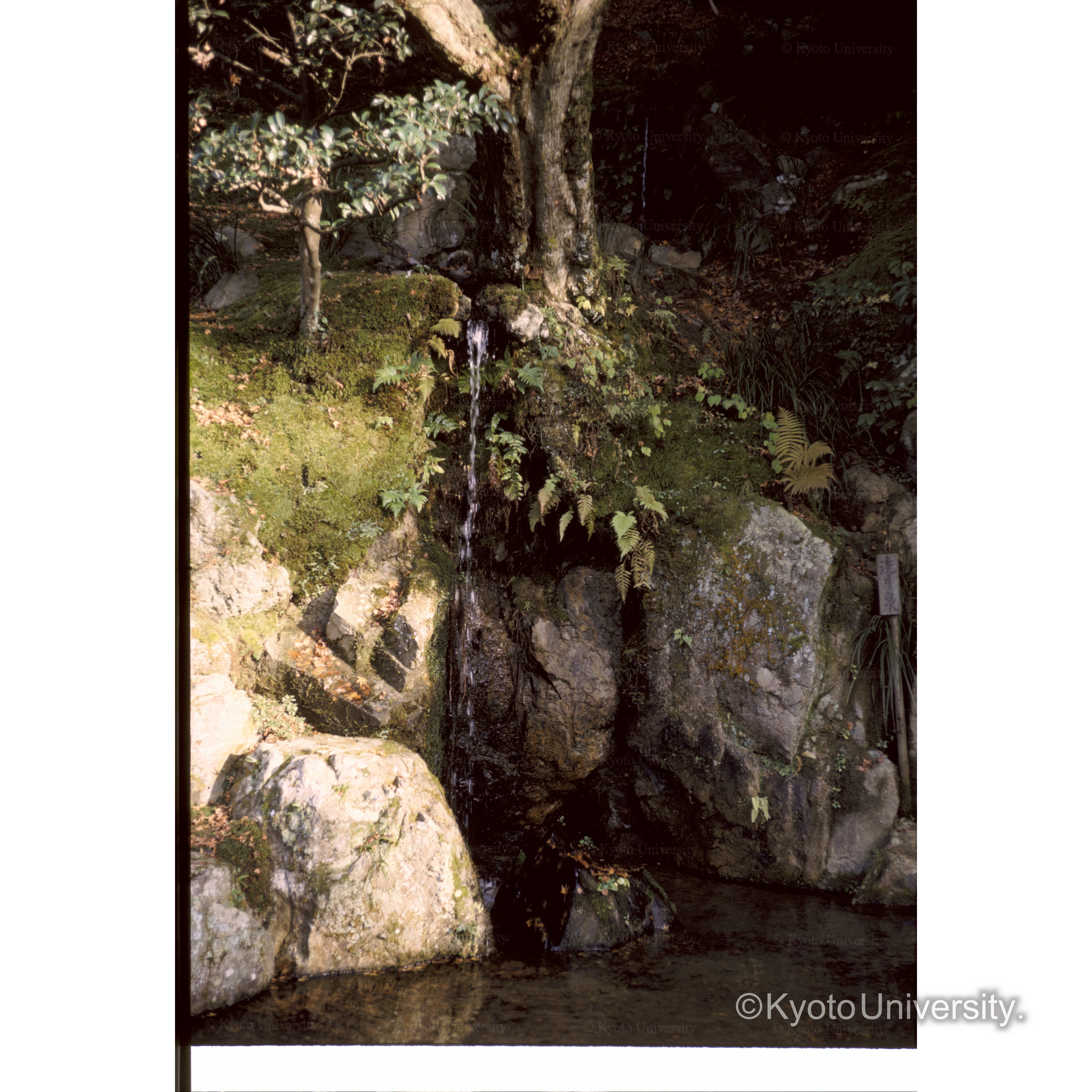 〔庭園の滝〕 (1)