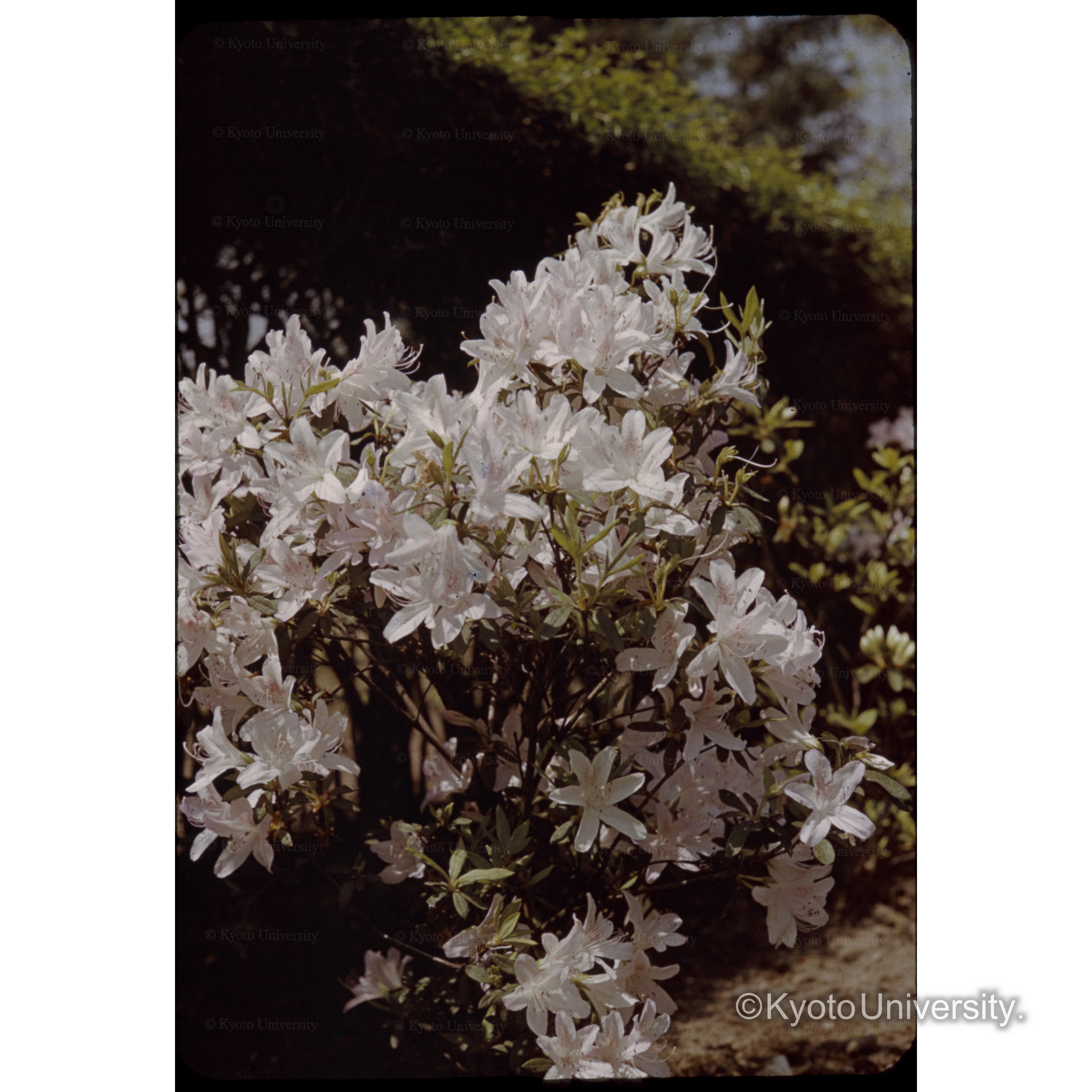 〔ヒラドツツジ〕 (1)