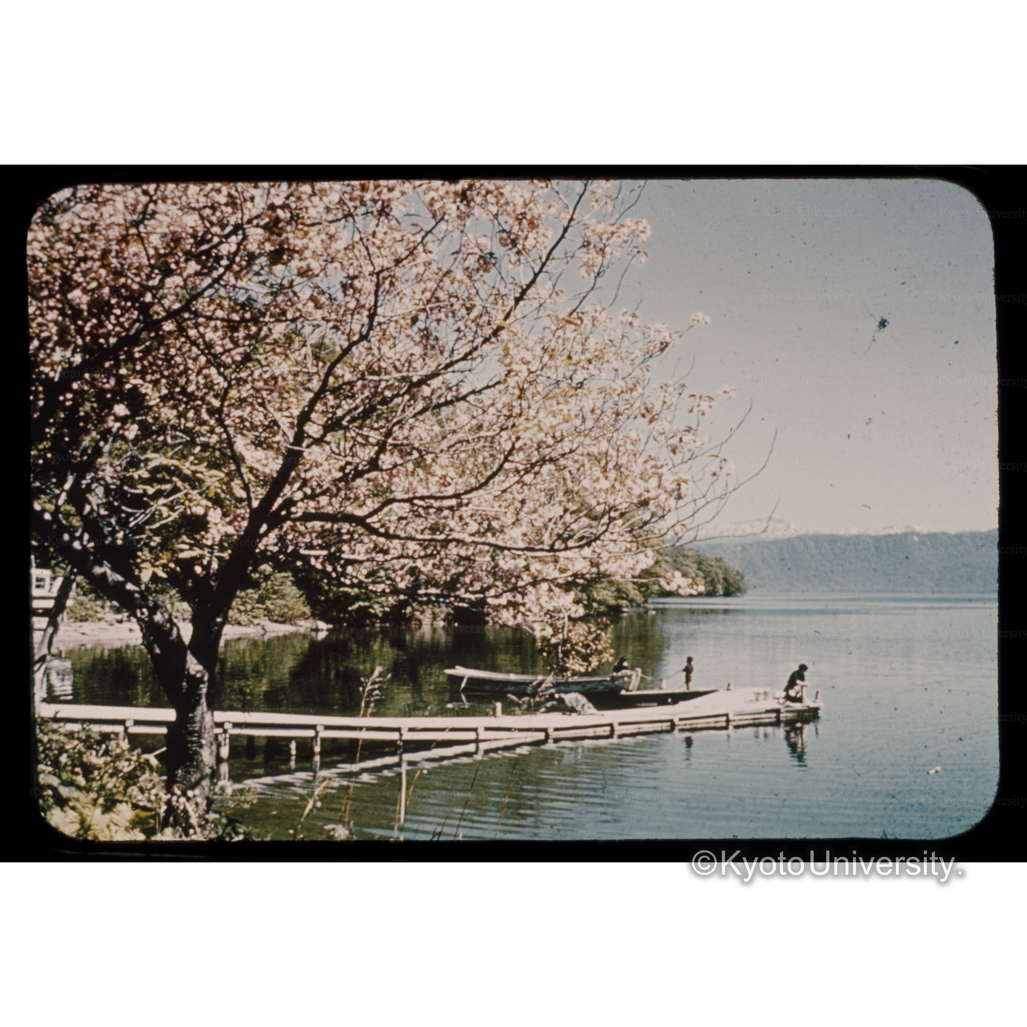 八重桜と南八甲田連峰、十和田八幡平国立公園 (1)