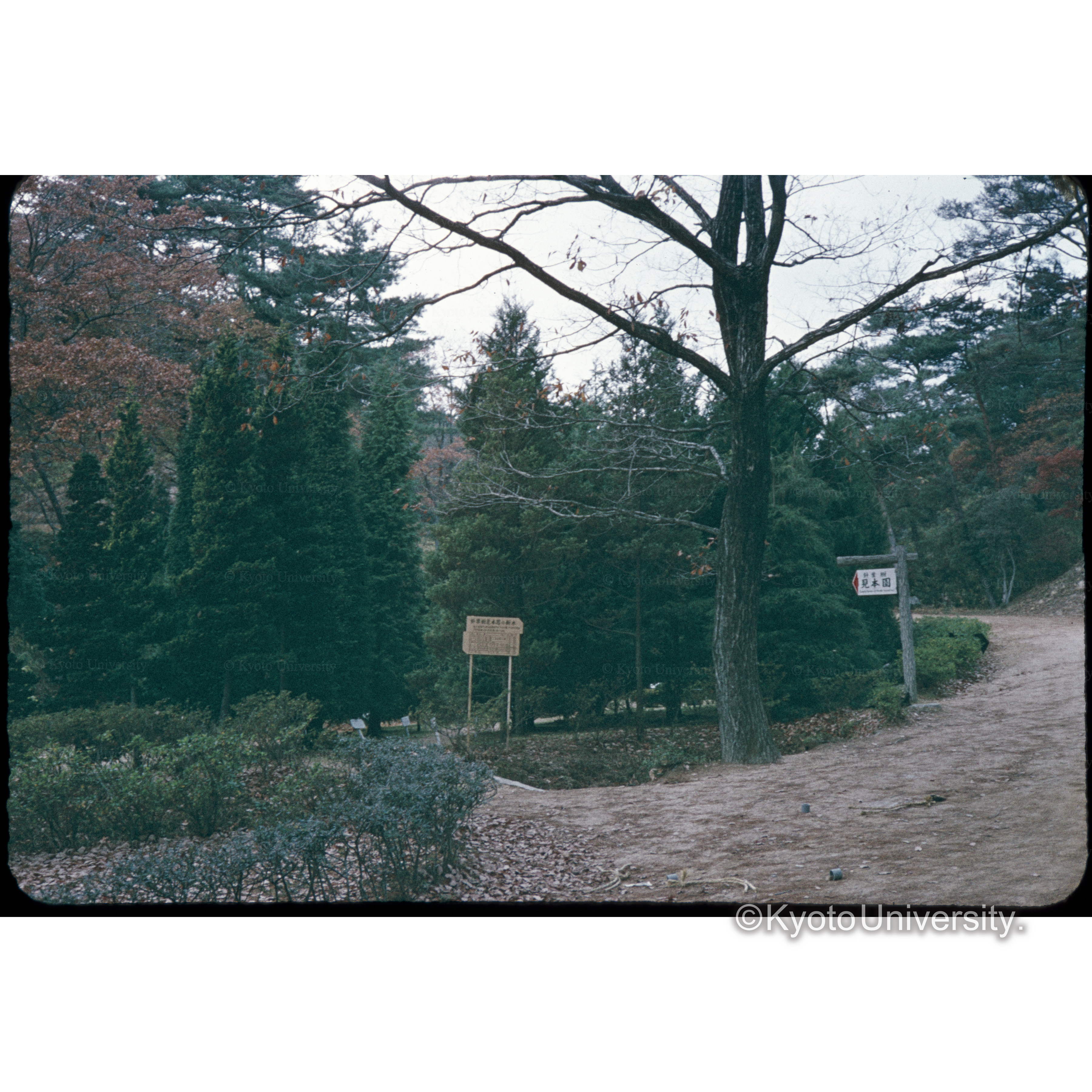 六甲森林植物園 (1)