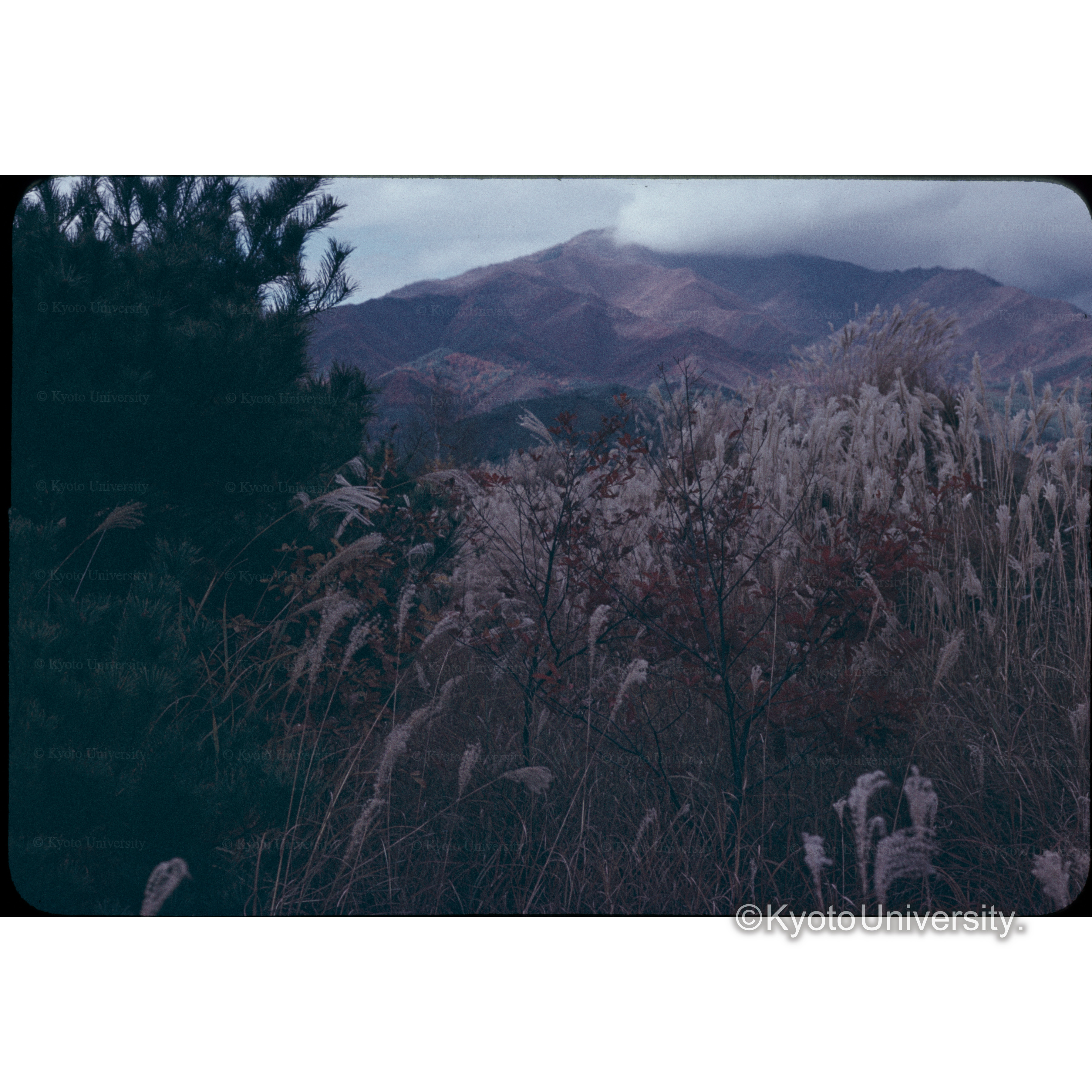 ススキガ原信大農学部 (1)