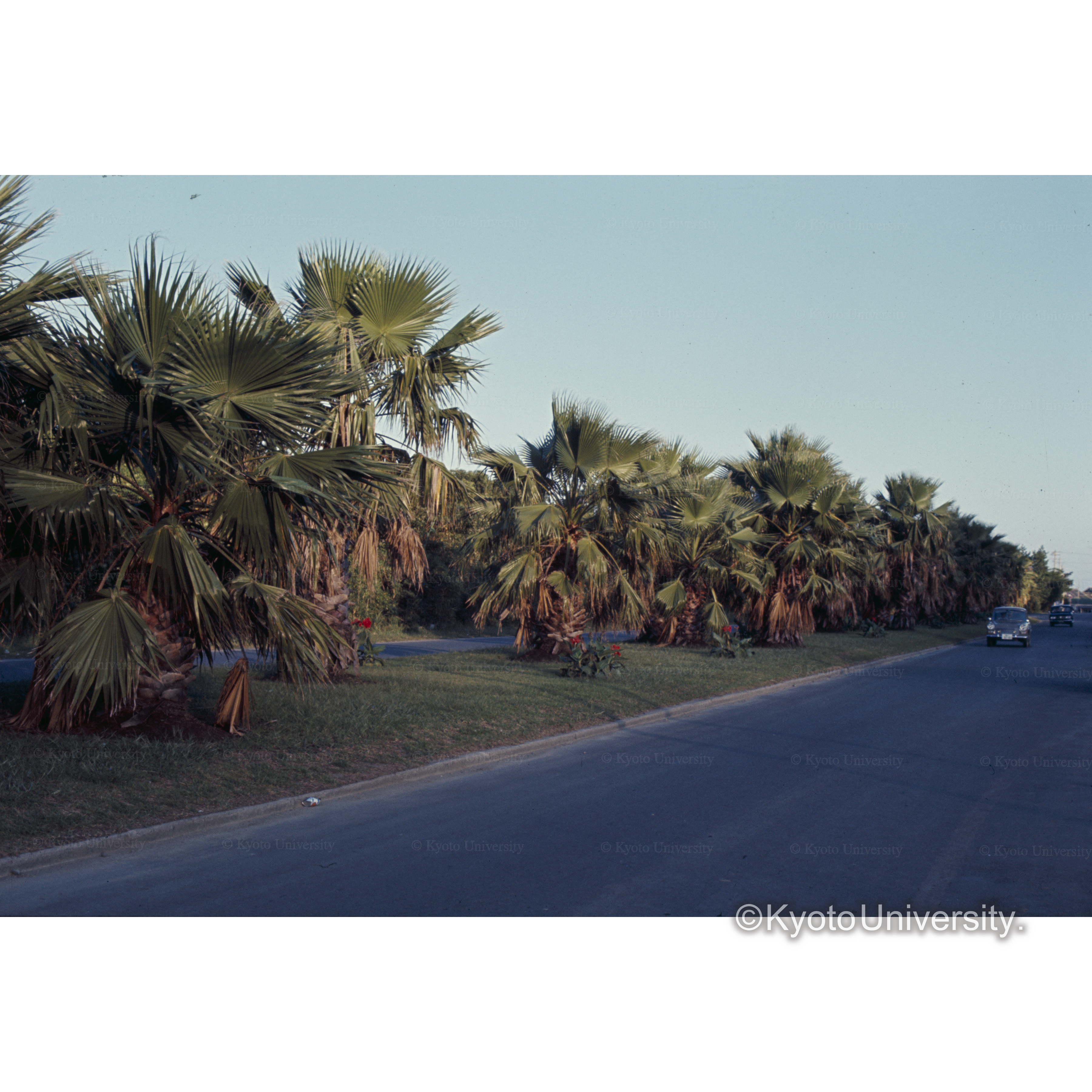 子供の国付近の街路樹 (1)