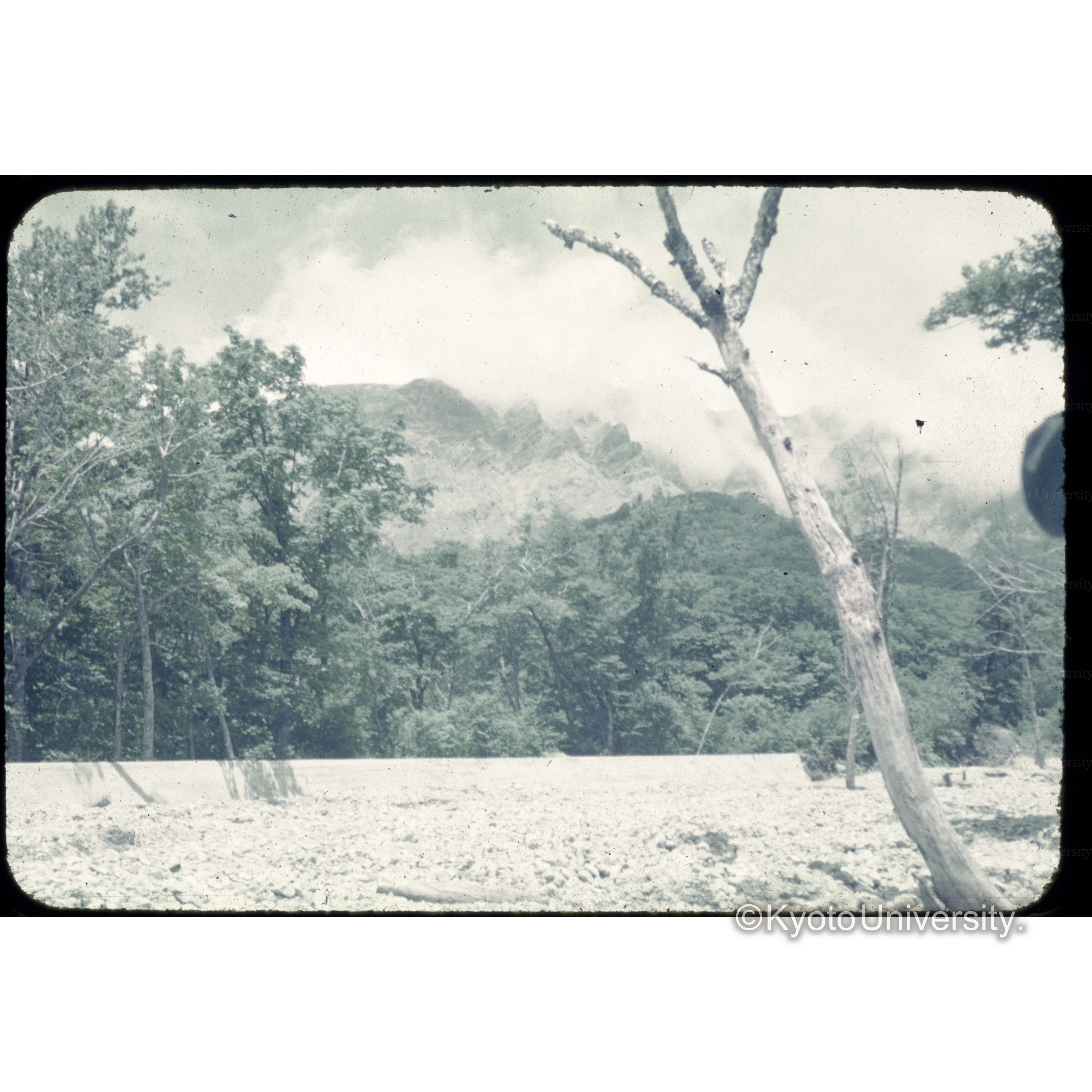 〔森と草地〕 (1)