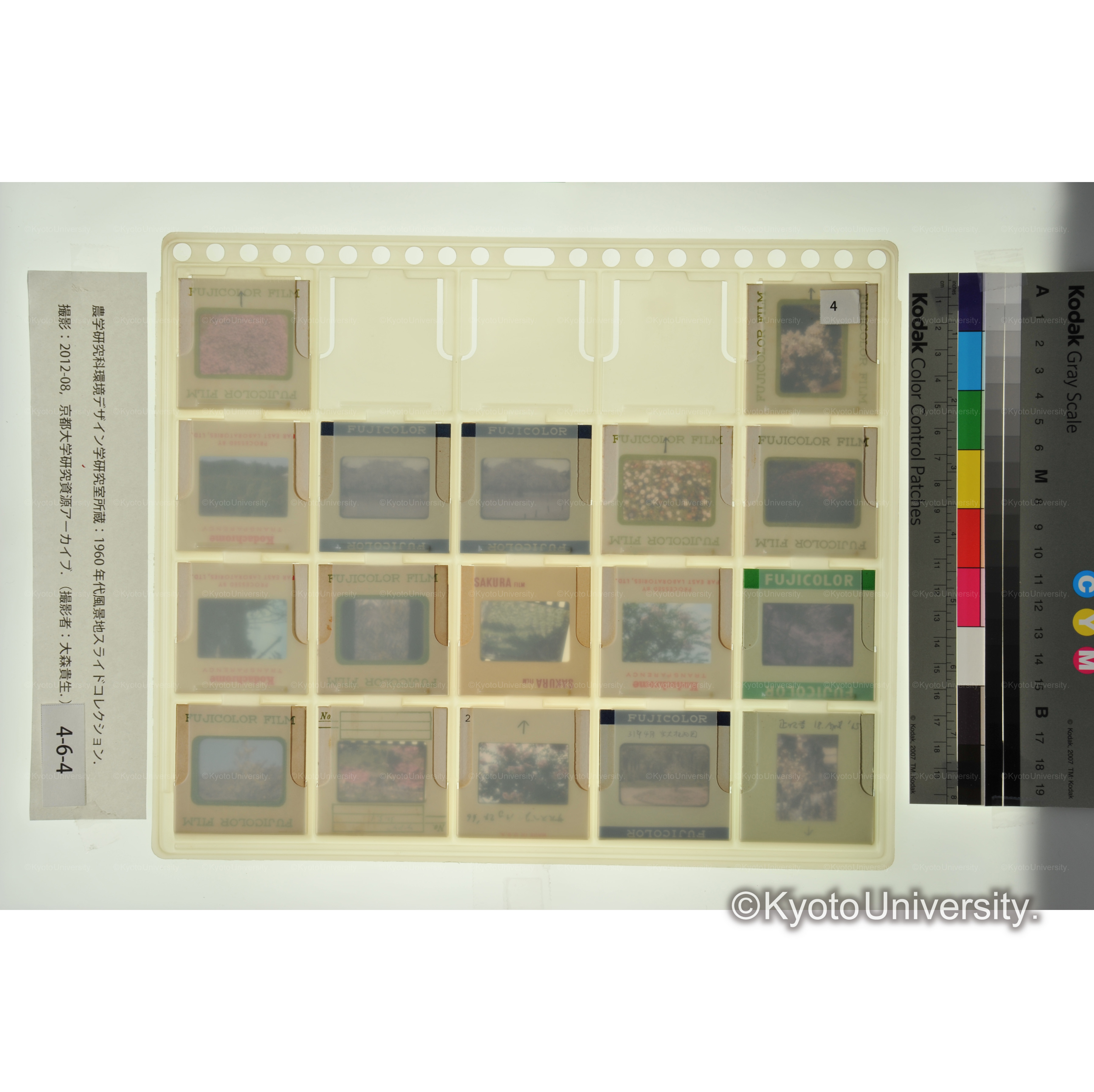 〔東京後楽園、白浜試験地、京都　植物〕 (2)